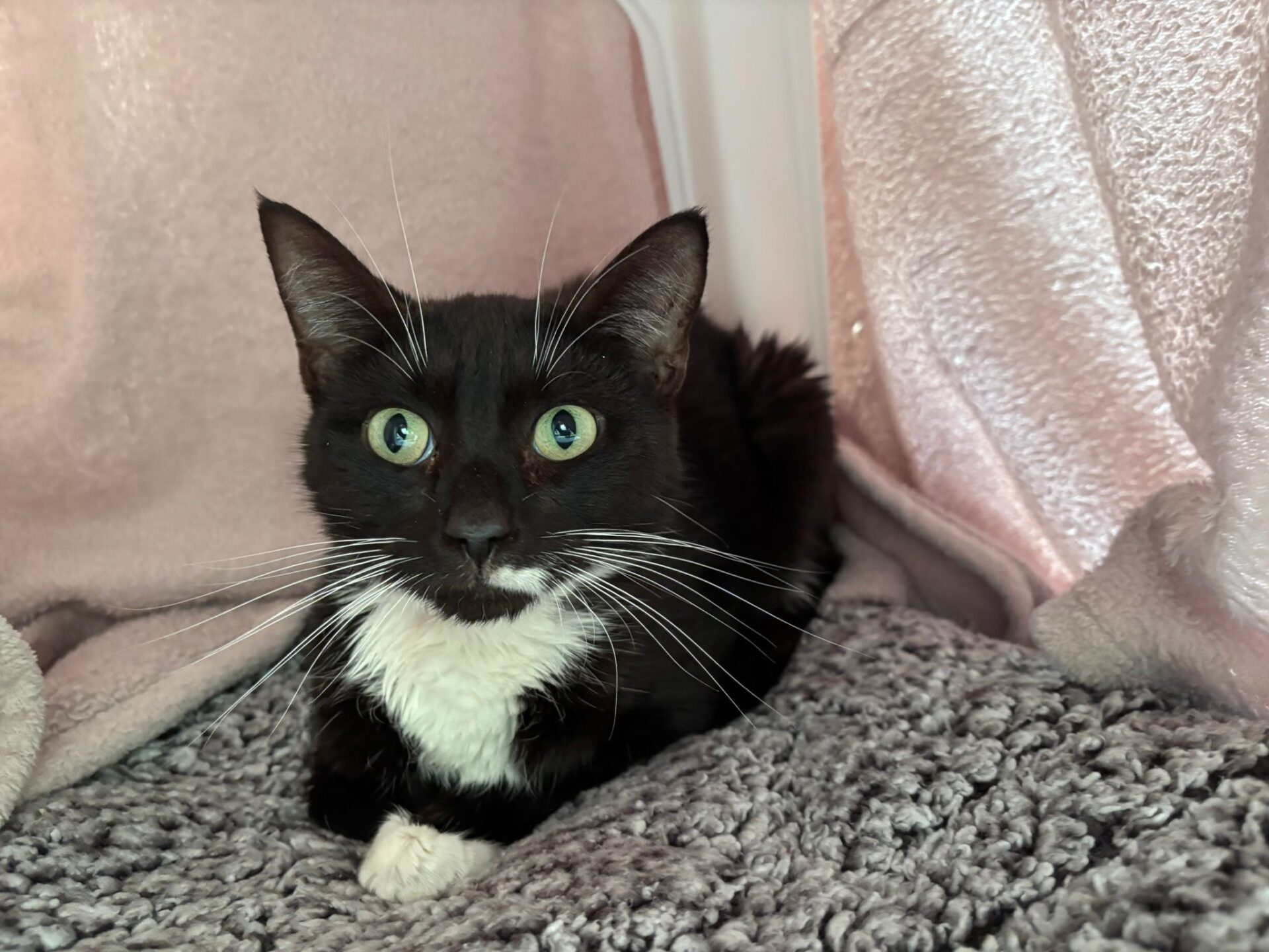 A black and white cat with bright green eyes lies on a soft, gray textured blanket surrounded by pale pink and beige fabric.