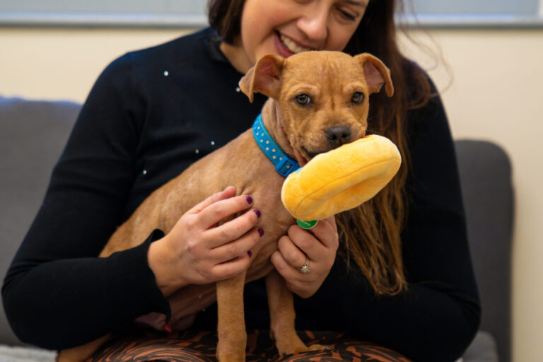 A smiling woman holds a brown puppy wearing a blue collar. The puppy has a plush toy in its mouth and sits on the womans lap.