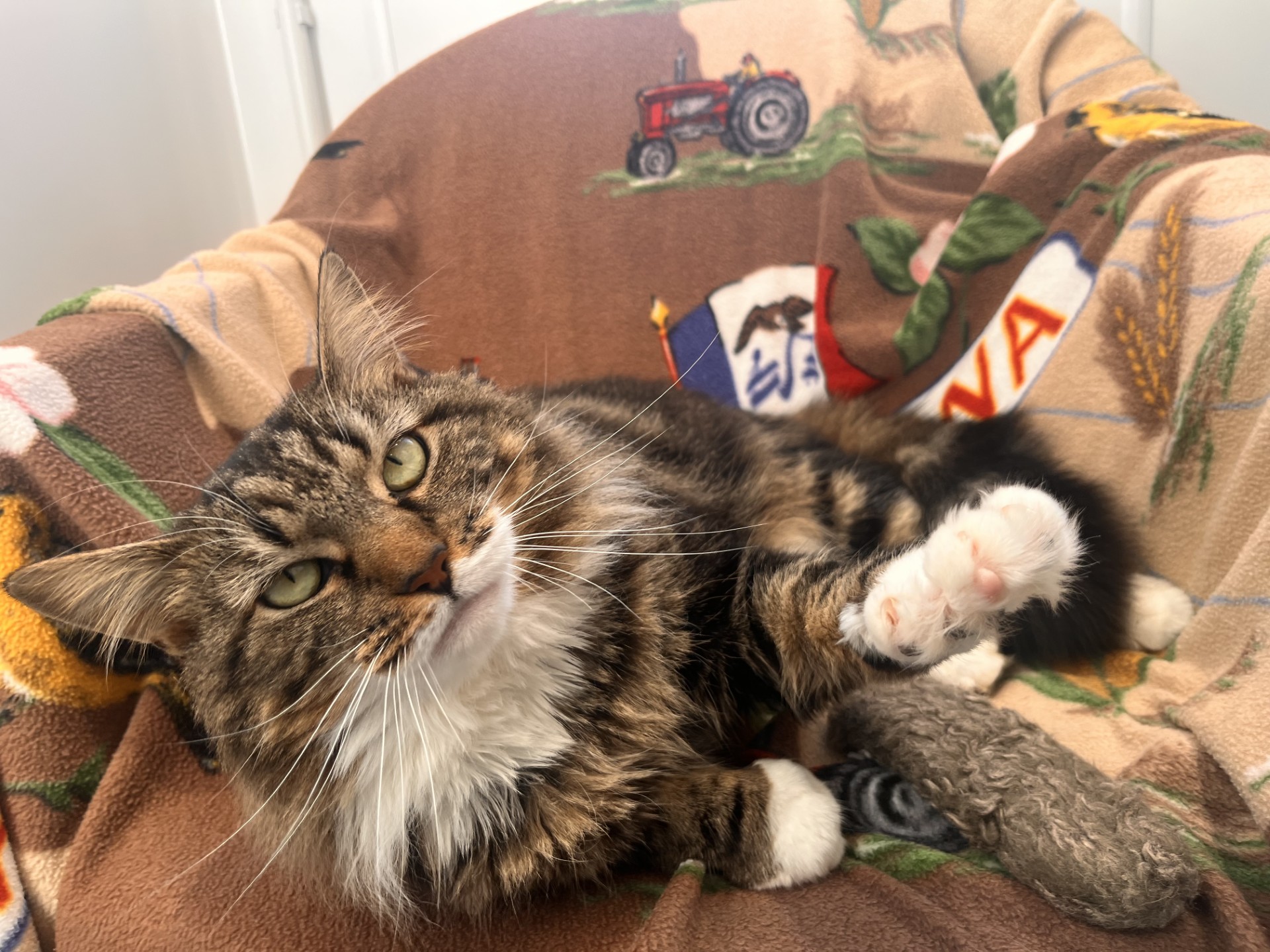 A fluffy tabby cat with white paws lounges on a patterned blanket, stretching out one paw. The blanket features a red tractor, a flag, and various designs in yellow, brown, and green.
