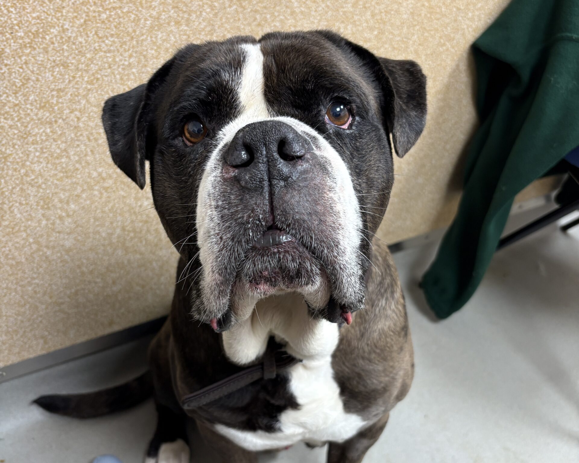 A close-up of a brindle and white dog with droopy jowls, looking up with soulful eyes. The background shows a tan wall and a green jacket draped over a chair.