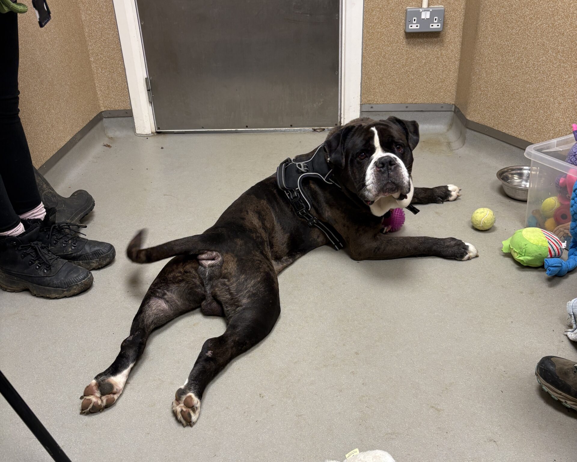 A large brindle and white dog wearing a harness lies on a gray floor with its back legs stretched out. Toys and balls are nearby, and people stand around the room. The dog looks up toward the camera.