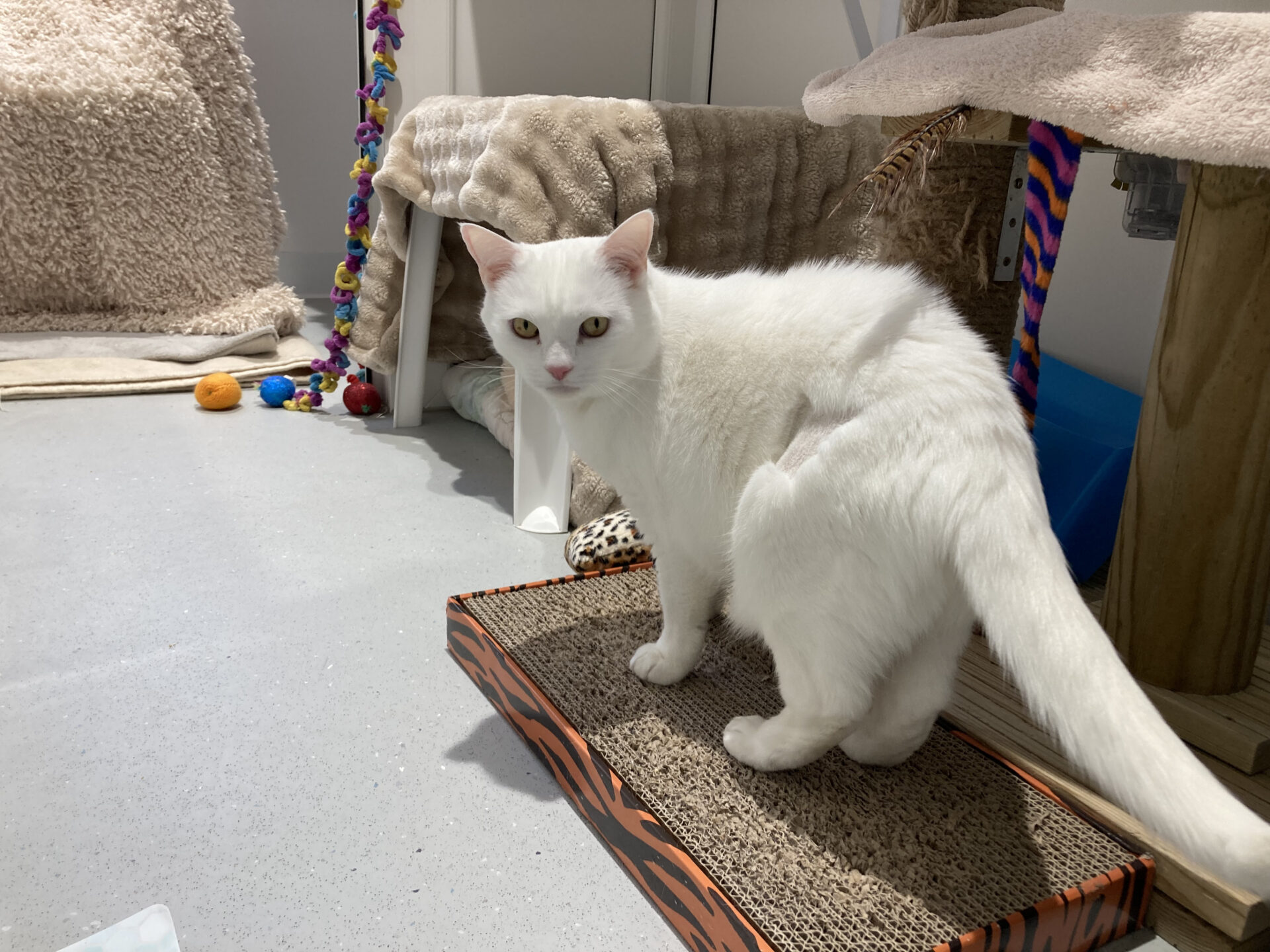 A white cat with yellow eyes stands on a scratching mat in a room with cat toys, scratching posts, and soft blankets. The cat looks directly at the camera.