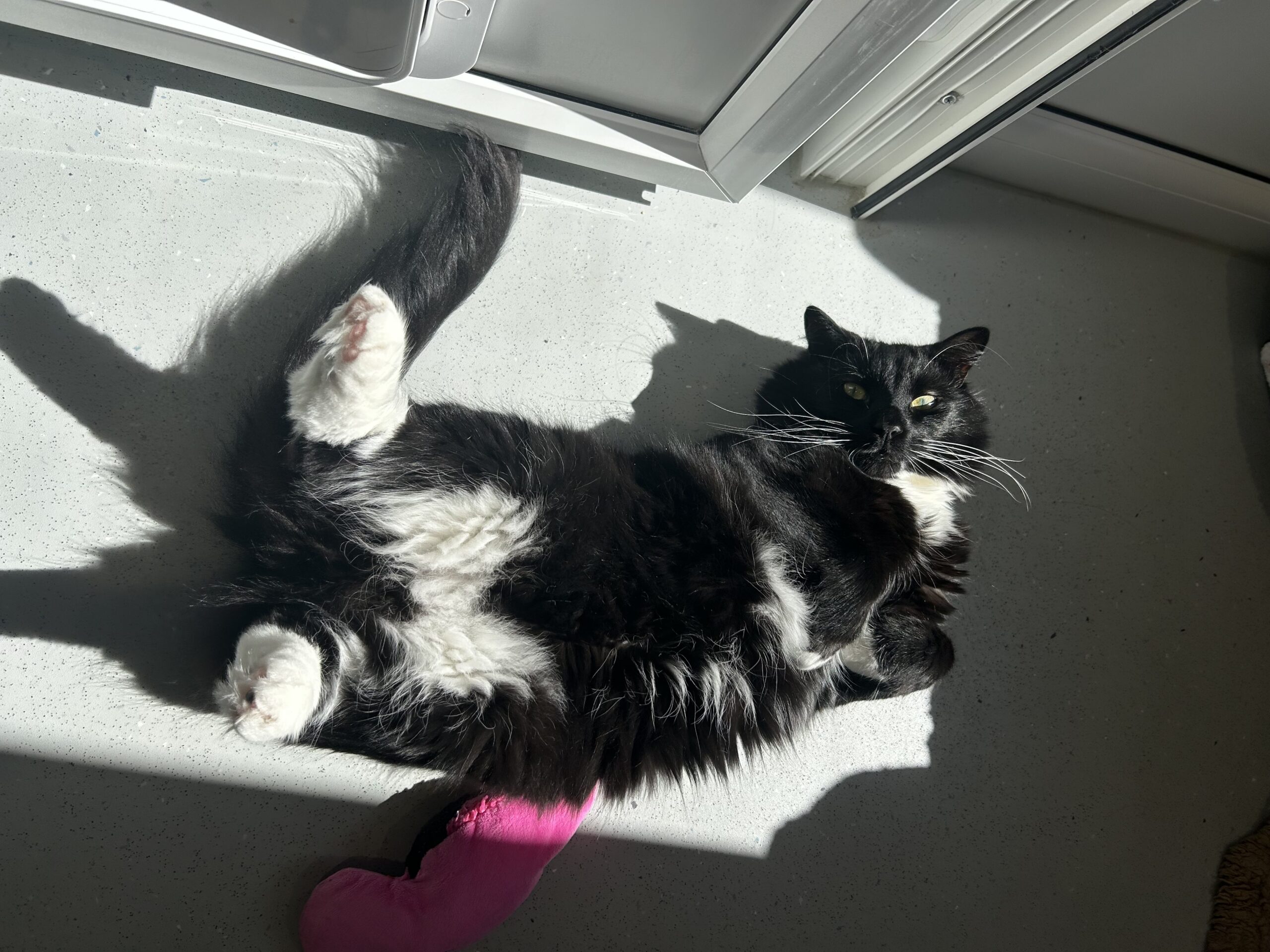 A fluffy black and white cat lies on its back in a sunbeam on a light-coloured floor, with a pink toy near its paws and sunlight streaming in from an open door above.