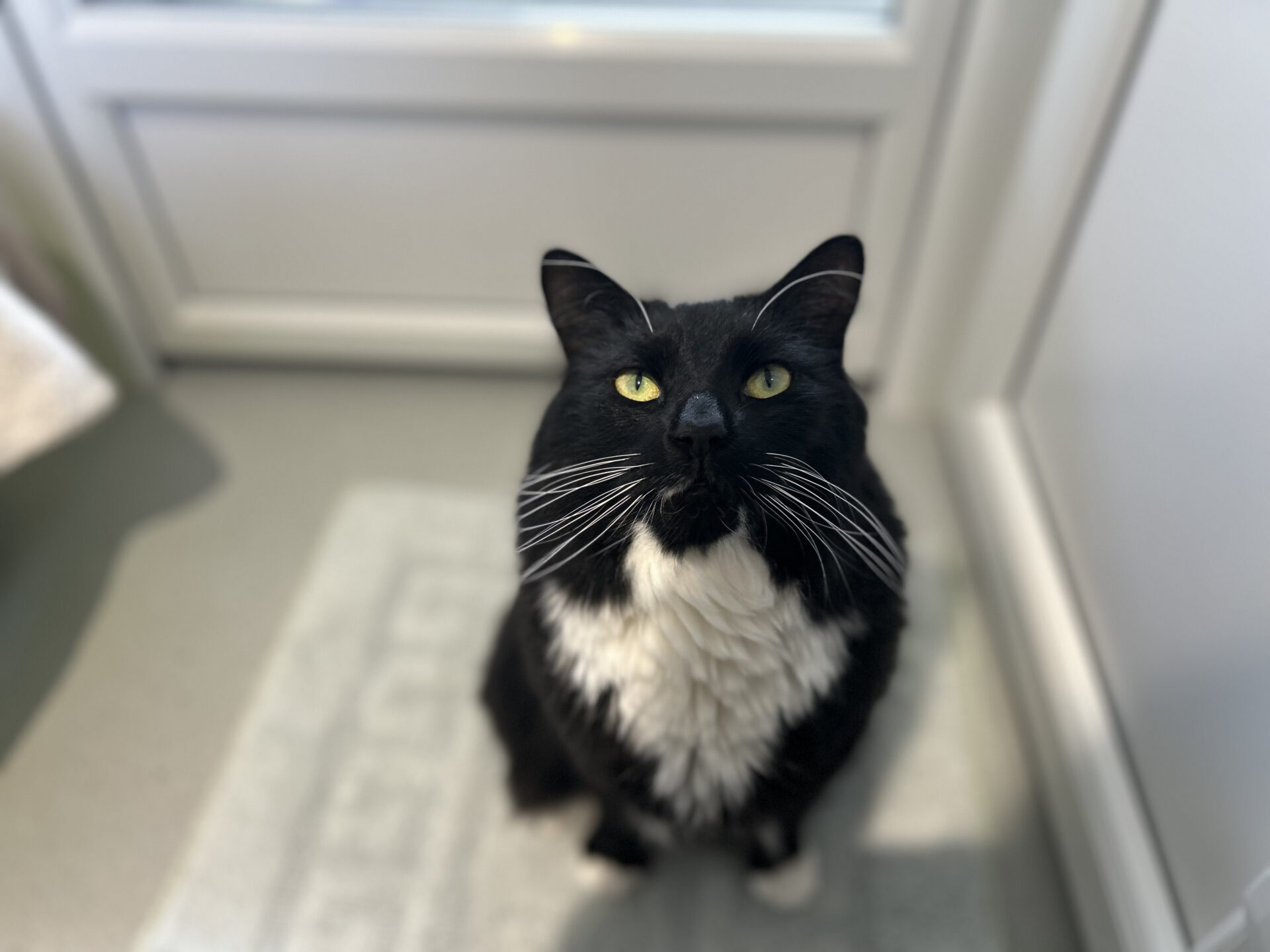 A black and white cat with yellow eyes sits on a light-coloured rug, looking up at the camera inside a bright room with white walls and a door in the background.