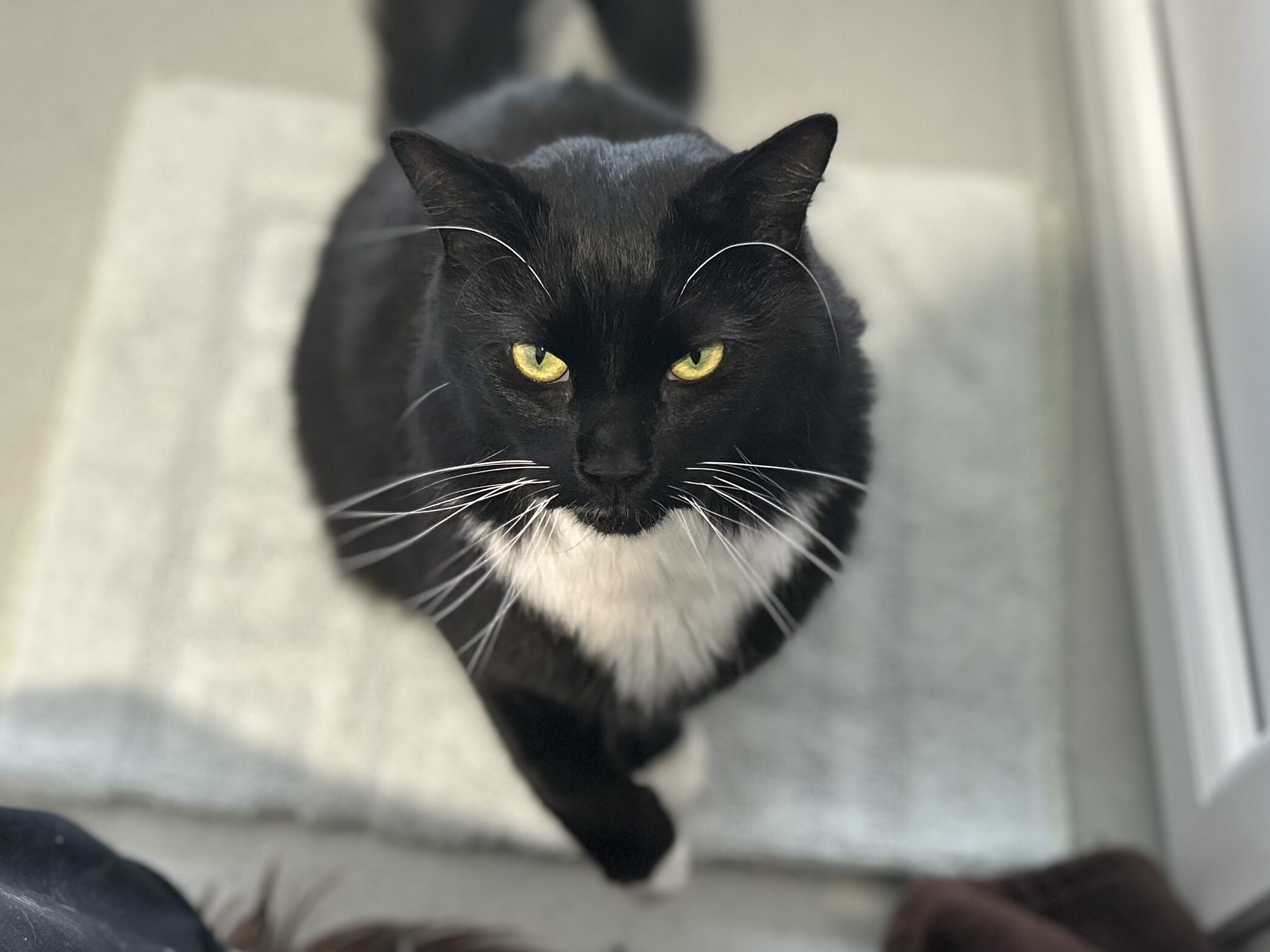 A black and white cat with striking yellow eyes sits on a light-coloured mat, looking up towards the camera with a serious expression.