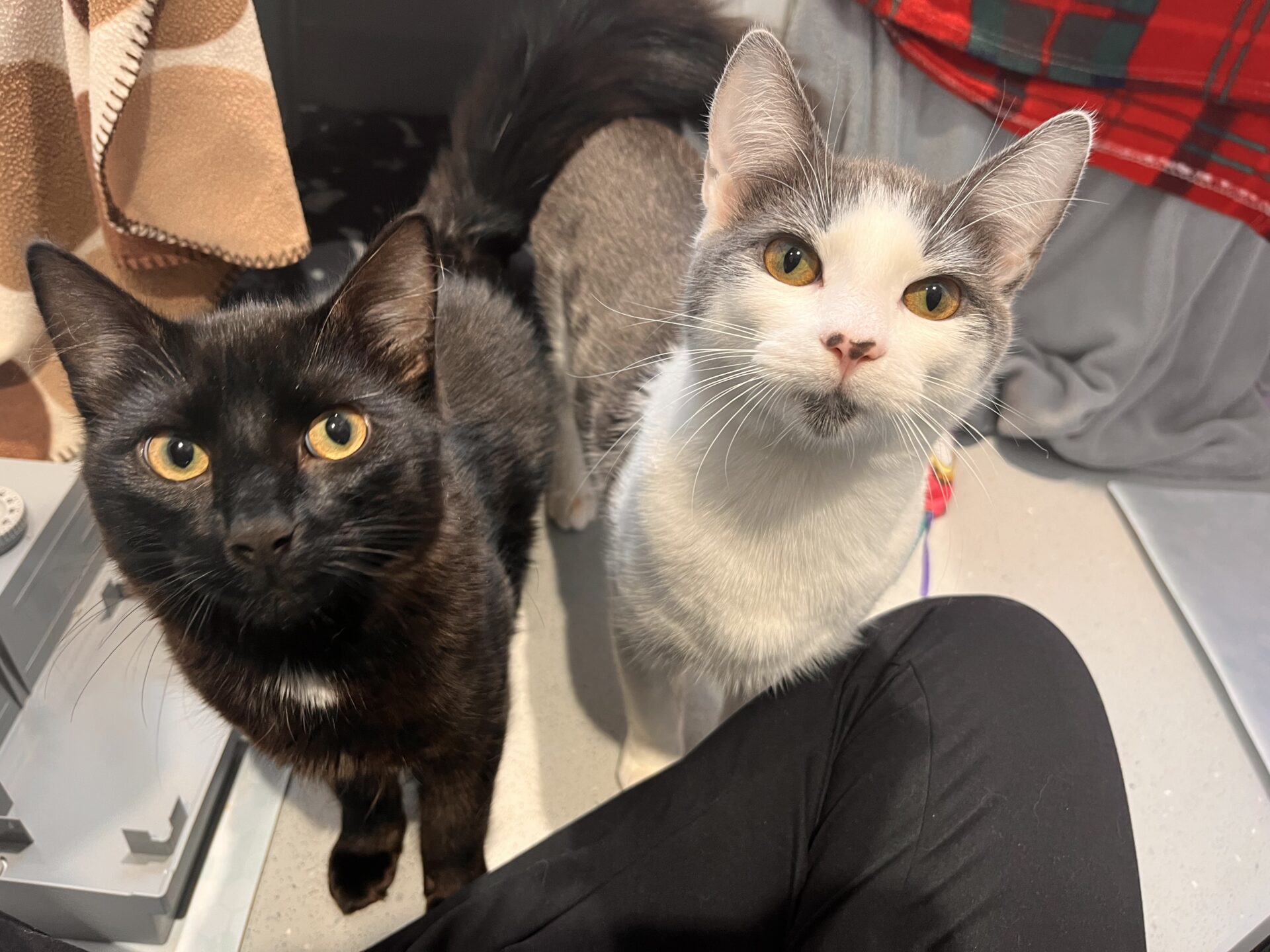 Two cats sit on the floor looking up. One cat is black with yellow eyes, and the other is gray and white with greenish-yellow eyes. Part of a persons leg and some blankets are visible in the background.