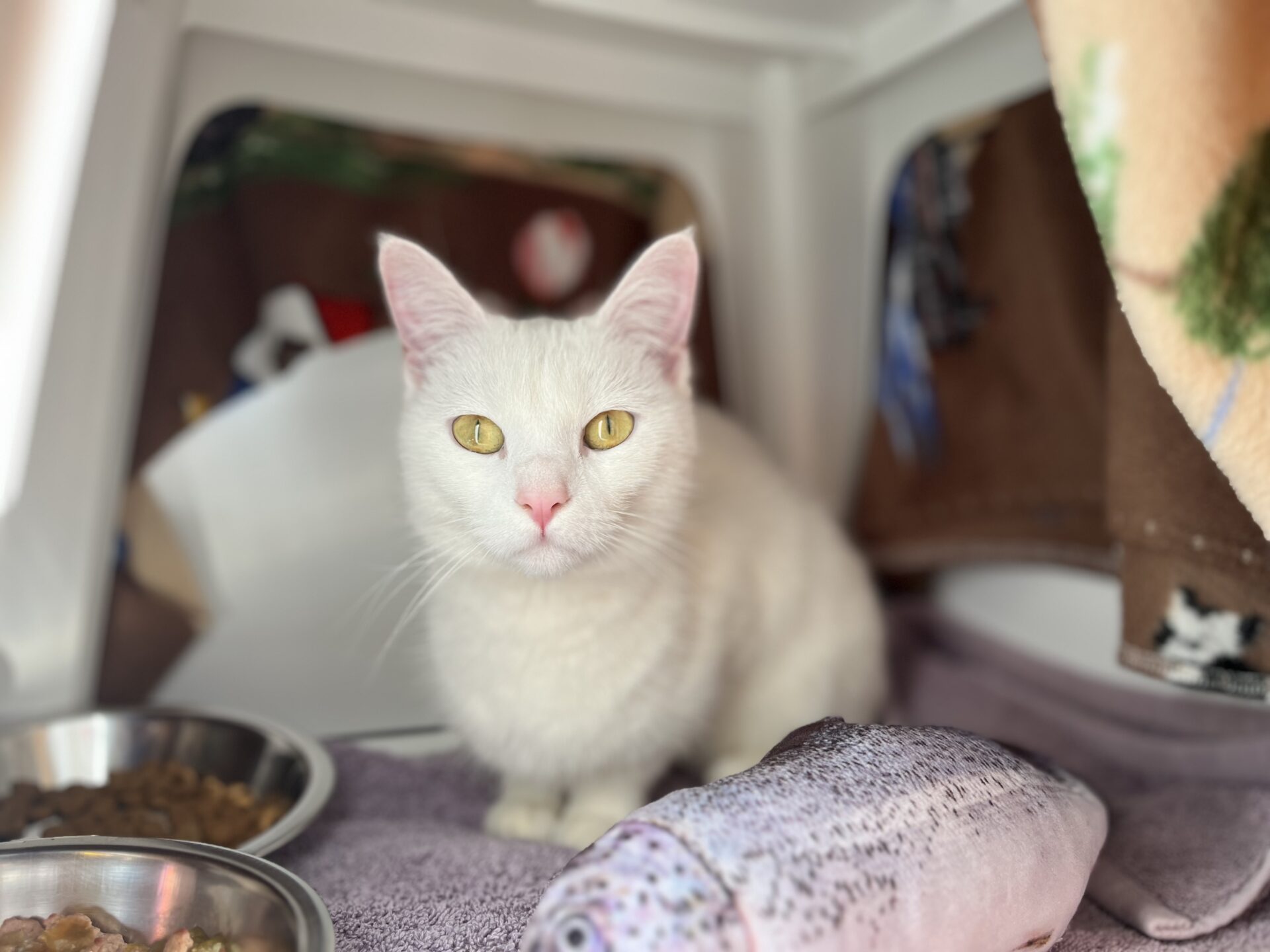 A white cat with yellow eyes sits inside a cozy enclosure, next to a plush fish toy. Two metal bowls with food and water are nearby, and a brown blanket hangs in the background.