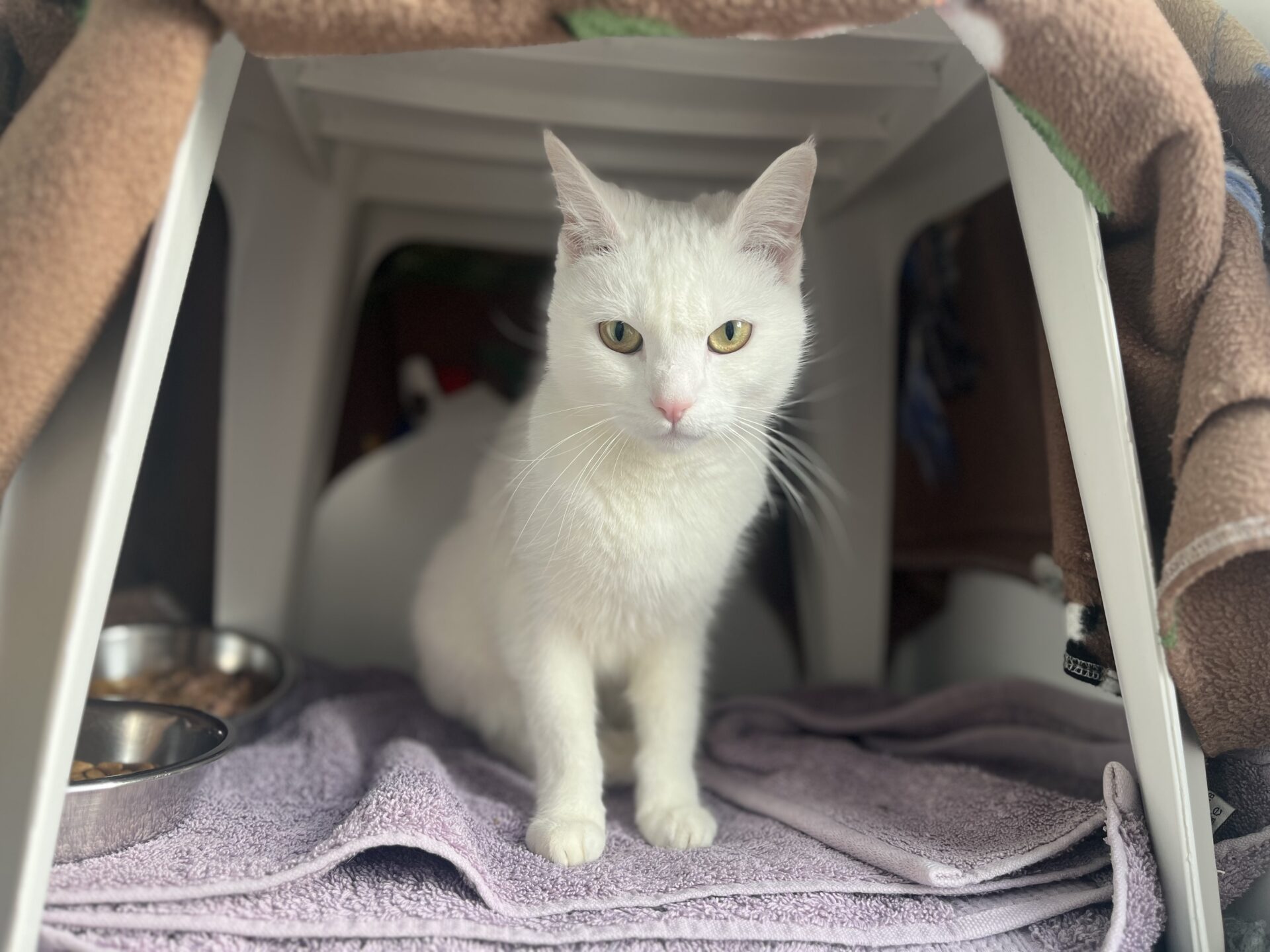 A white cat with yellow eyes sits on a purple towel inside a cozy shelter, with food and water bowls nearby and blankets draped around the entrance.