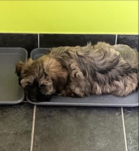 A fluffy brown Tibetan Terrier puppy is lying down and sleeping on a gray plastic tray on a dark tiled floor, with a bright yellow-green wall in the background.