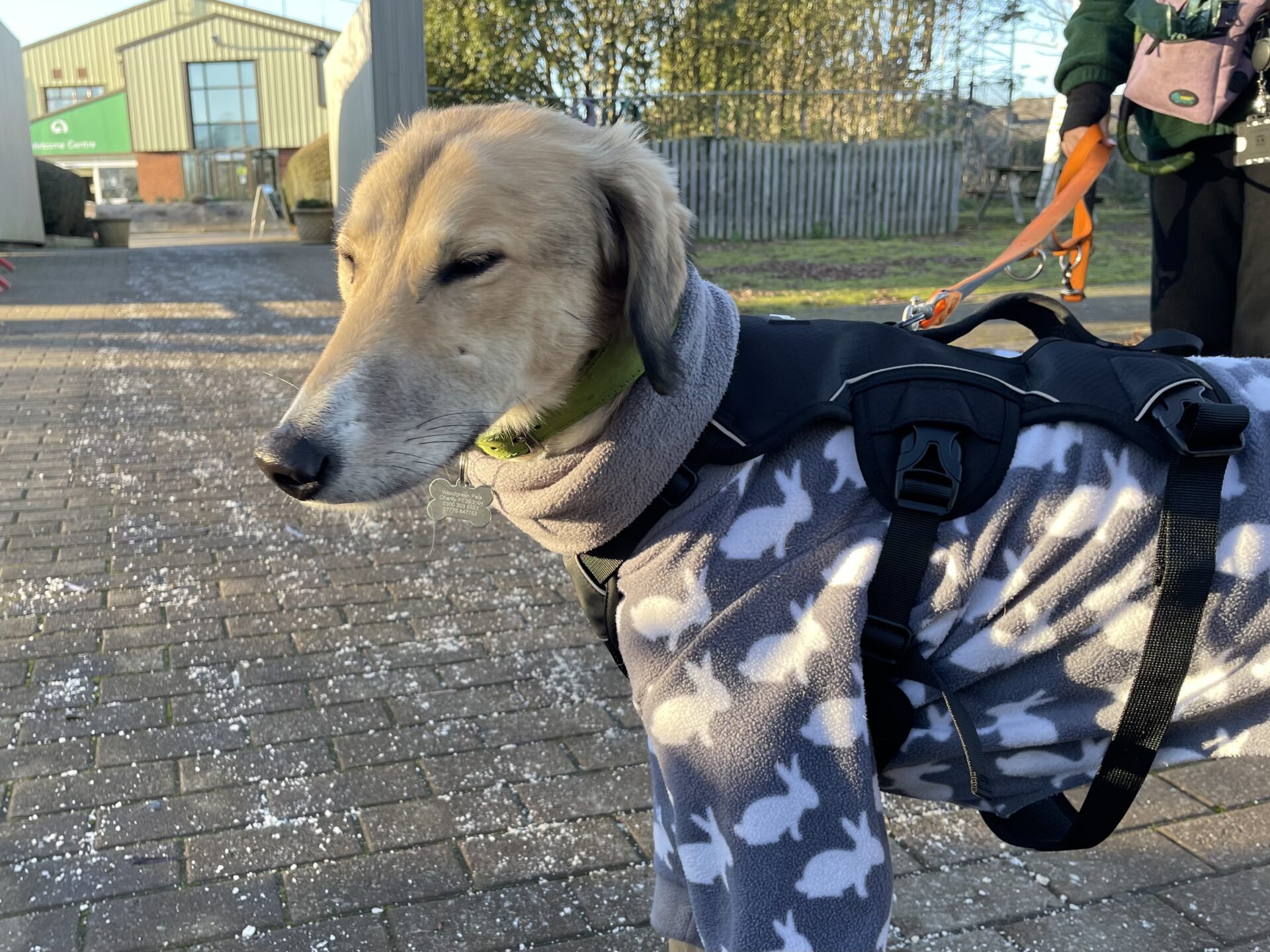 A light brown Lurcher wearing a grey fleece coat with white bunny patterns and a black harness stands outdoors on a paved area, squinting in the sunlight. A person holds its orange leash in the background.