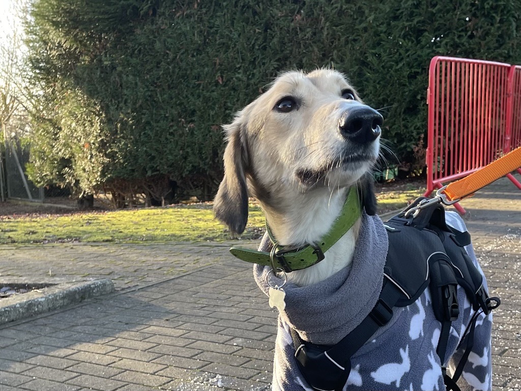 A Lurcher wearing a green collar, gray harness, and a cozy blue and white coat stands on a paved area outdoors, with green bushes and red barriers in the background.