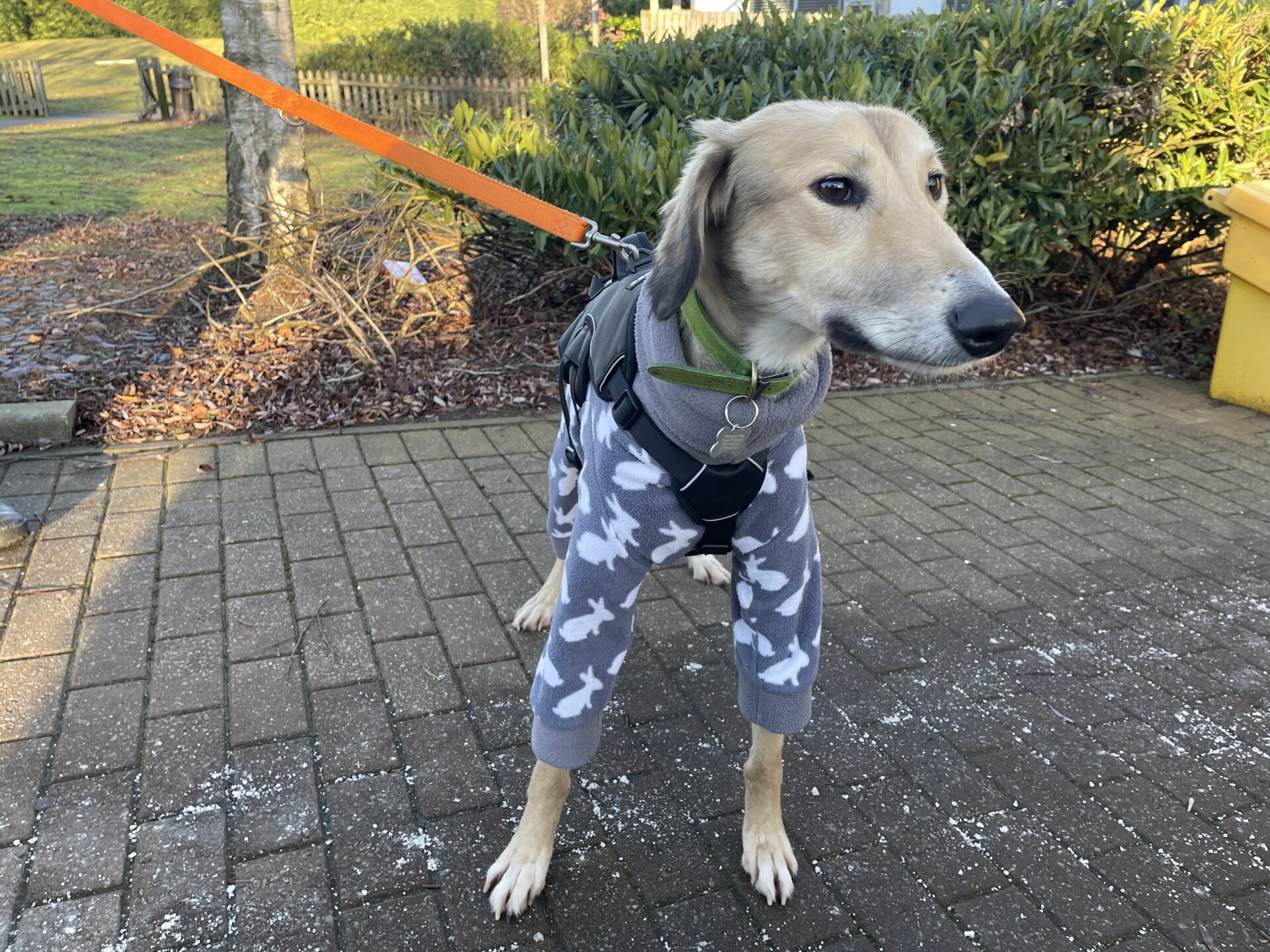 A tan and white Lurcher wearing a gray outfit with white dog silhouettes stands on a paved path. The dog is on an orange leash, with bushes and a tree in the background.