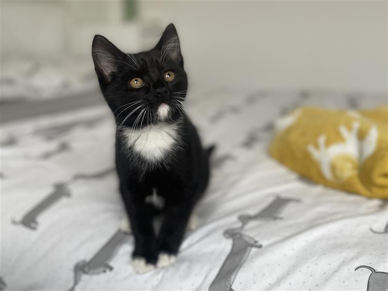 A black and white kitten with bright eyes sits on a bed with dog-patterned sheets and a yellow blanket with white designs in the background.