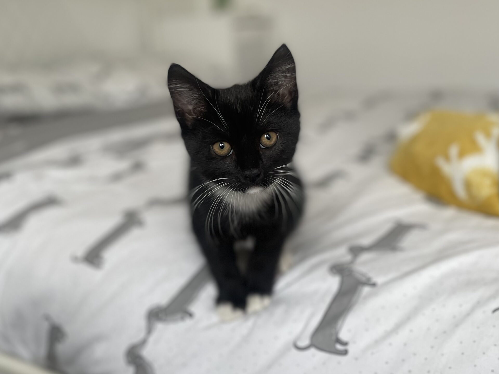 A black kitten with white markings on its chest and paws sits on a bed with a dachshund-patterned duvet. A yellow cushion with a white deer silhouette is in the background.