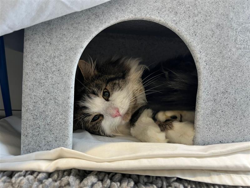 A fluffy cat with white and gray fur is lying comfortably inside a small, gray, house-shaped shelter, resting its head on its paws and looking out through the arched entrance.