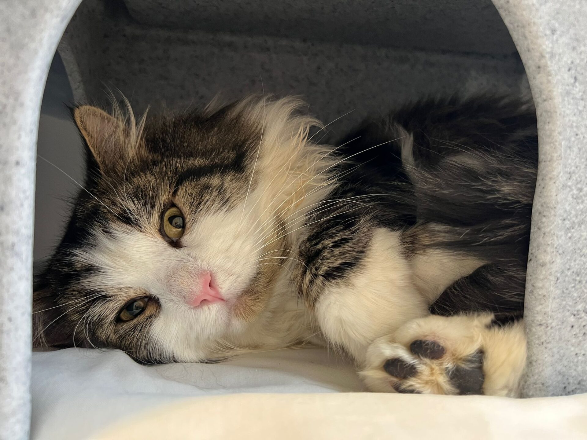 A cat lying on a blanket.