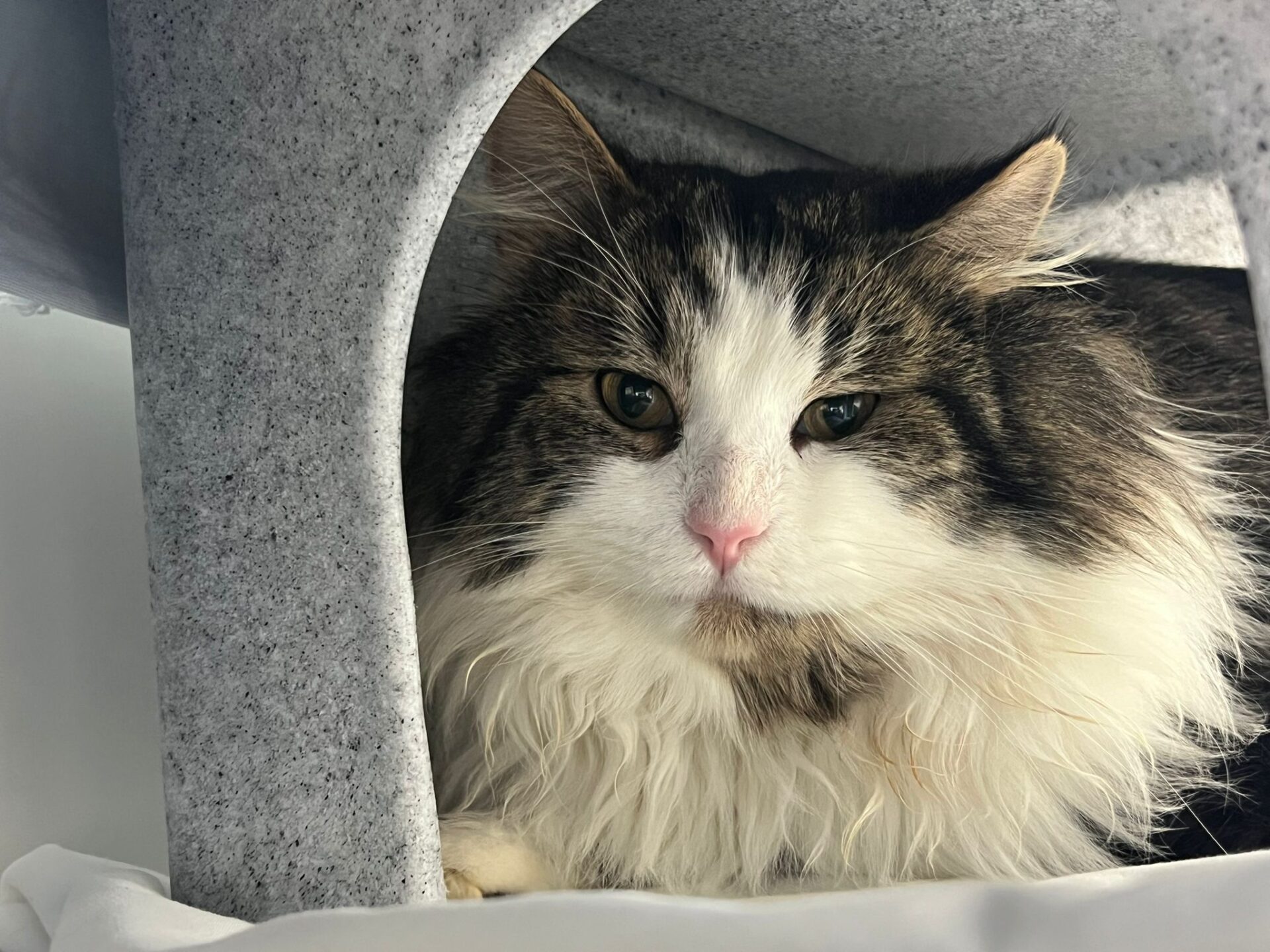 A fluffy cat with long white and brown fur and a pink nose rests under a gray cat tree, looking directly at the camera with a calm expression.