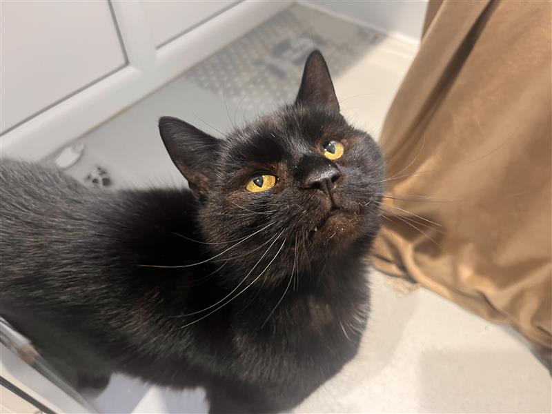 A black cat with yellow eyes looks up expectantly. The background shows a light-colored floor, a white cabinet, and a beige curtain.