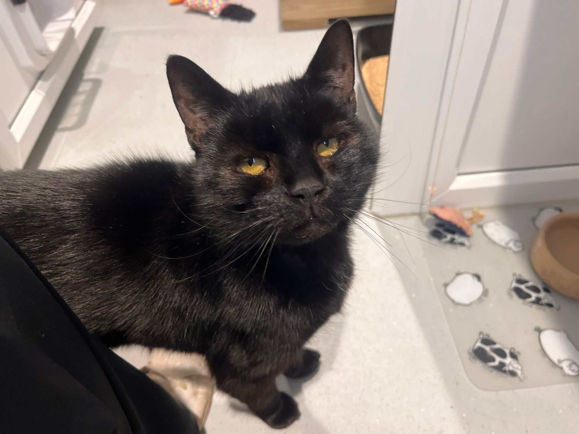A black cat with yellow eyes stands on a light-colored floor, looking up at the camera. Nearby are a food dish, some scattered kibble, and a mat with paw prints.