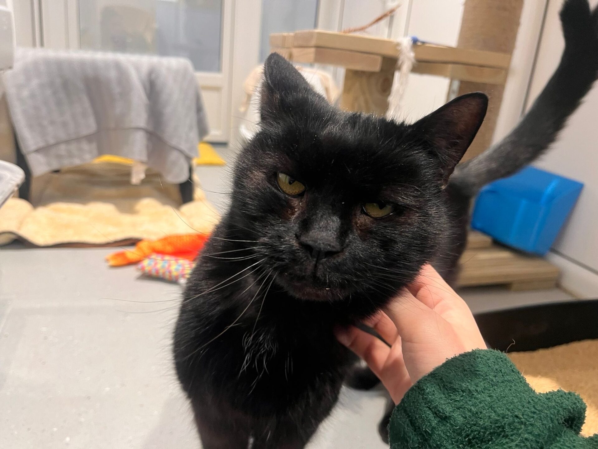A black cat with yellow-green eyes is being gently scratched under the chin by a person wearing a green sleeve. The cat appears relaxed, and the background shows blankets and cat furniture.
