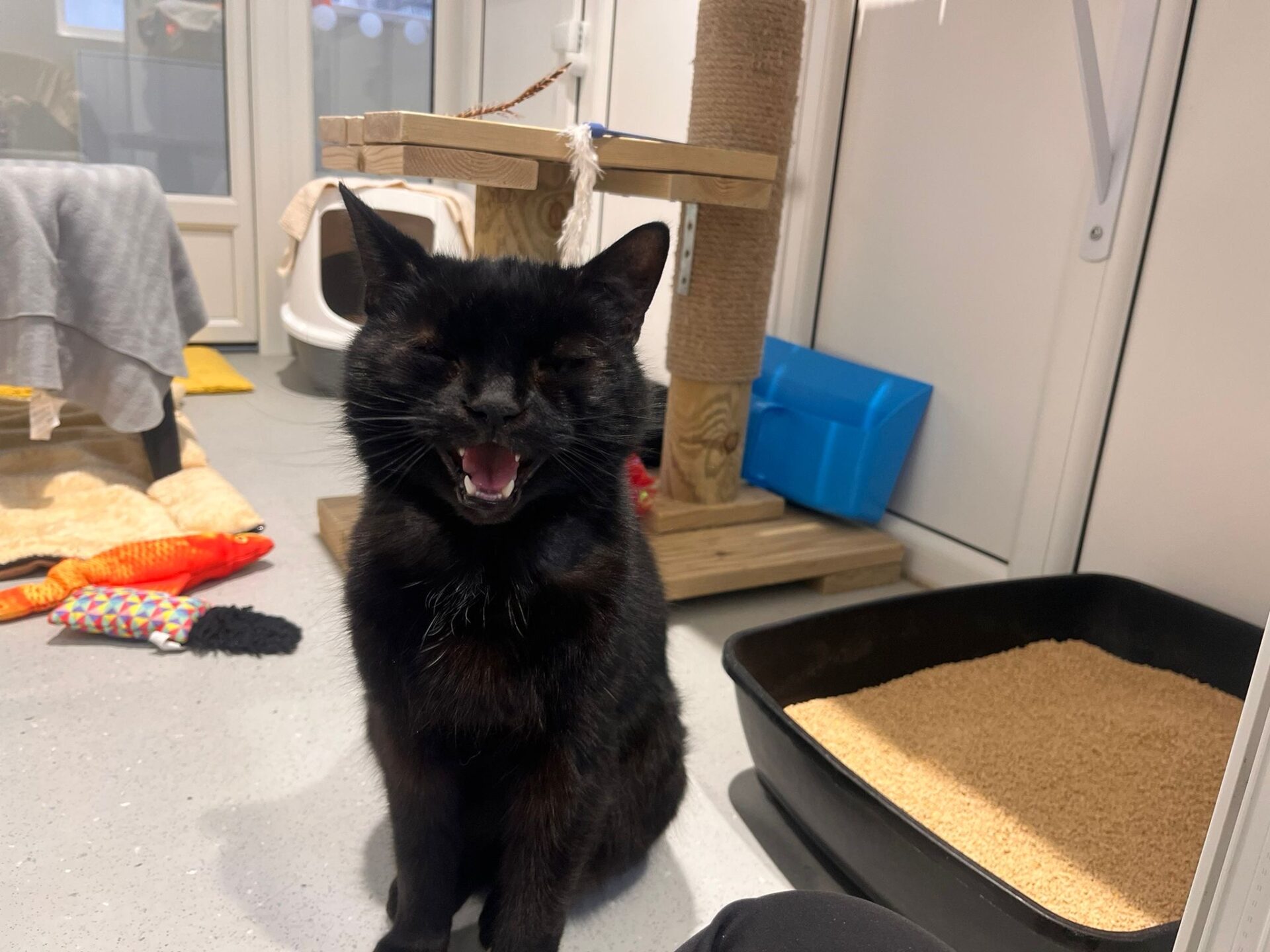 A black cat sits near a litter box and a scratching post, mid-yawn or meow, in a room with cat toys scattered on the floor.
