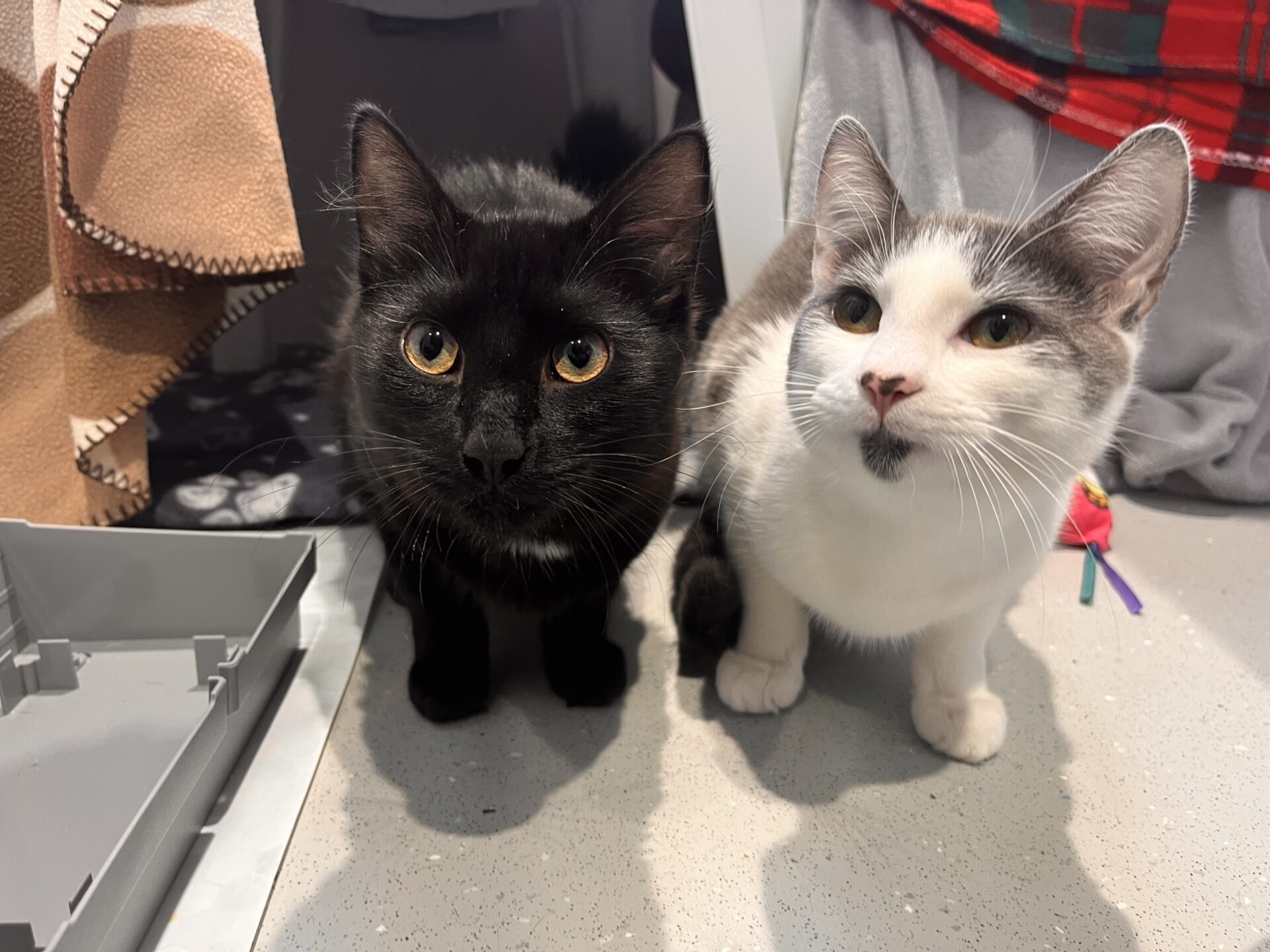 Two cats sitting side by side on a gray floor: one is black with yellow eyes, and the other is white with gray markings and green eyes. Some toys and blankets are visible in the background.