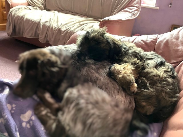 A small, fluffy brown and black puppy lies on another dog, in a cozy indoor setting.