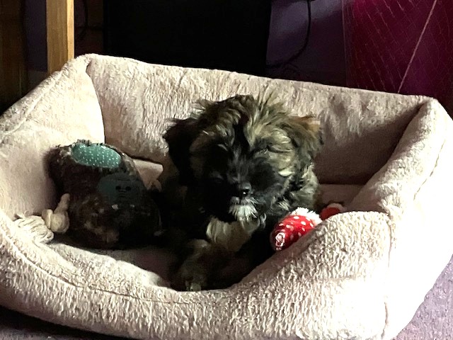 A small, fluffy brown and black puppy lies in a soft, light-colored dog bed with plush toys, in a cozy indoor setting.