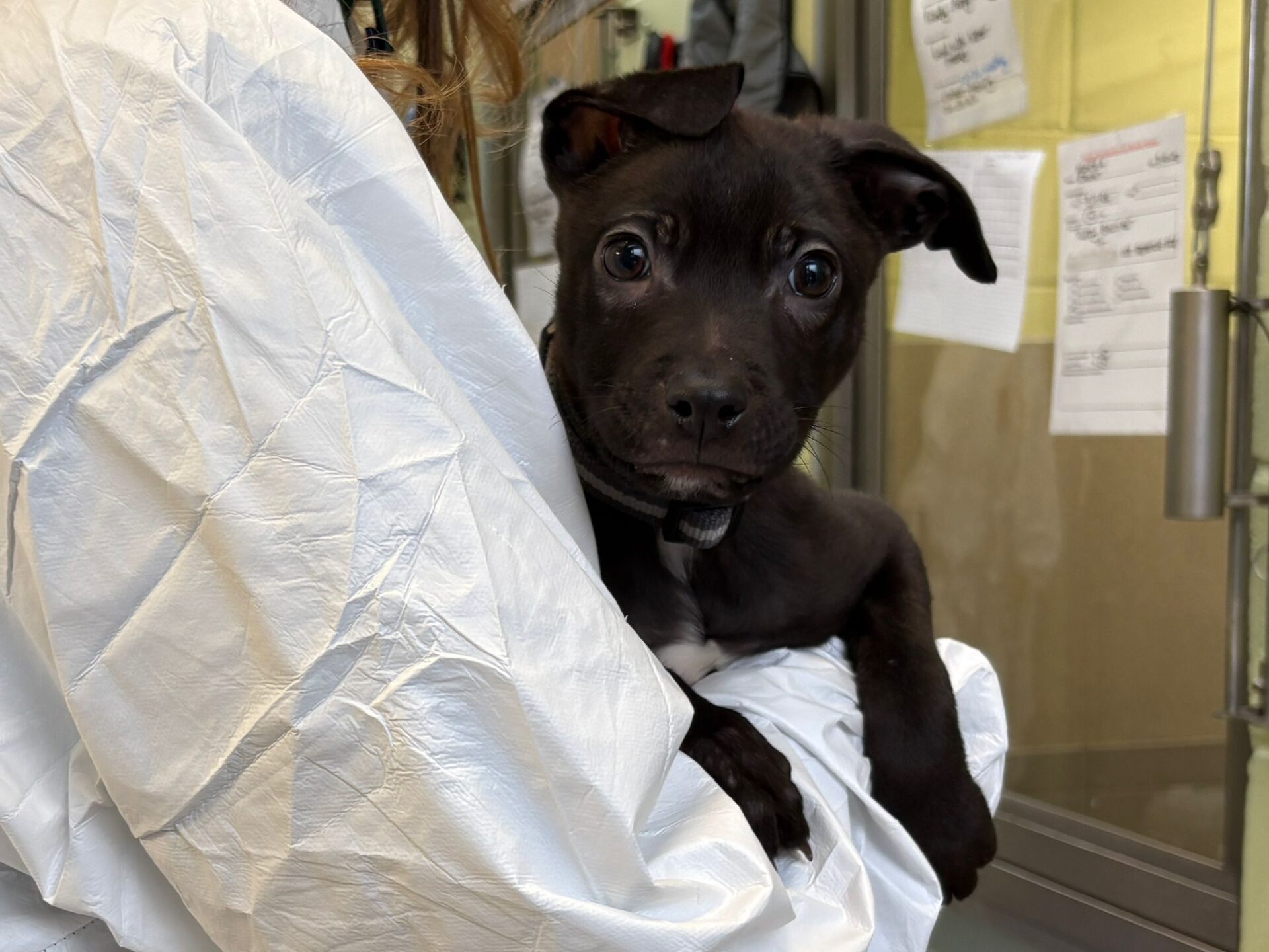 A small black puppy with big eyes and one ear flopped forward is being held in someones arms, wrapped in a white sheet. The background shows papers posted on a wall.