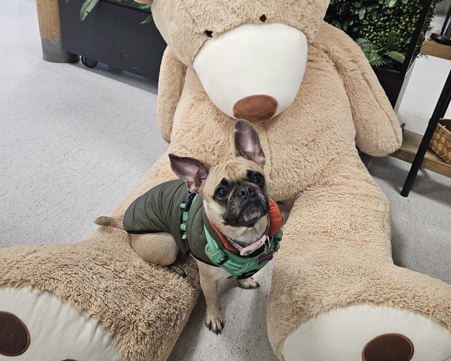 A small dog wearing a green jacket sits on the lap of a large beige teddy bear, looking up at the camera. The background includes plants and shelves.