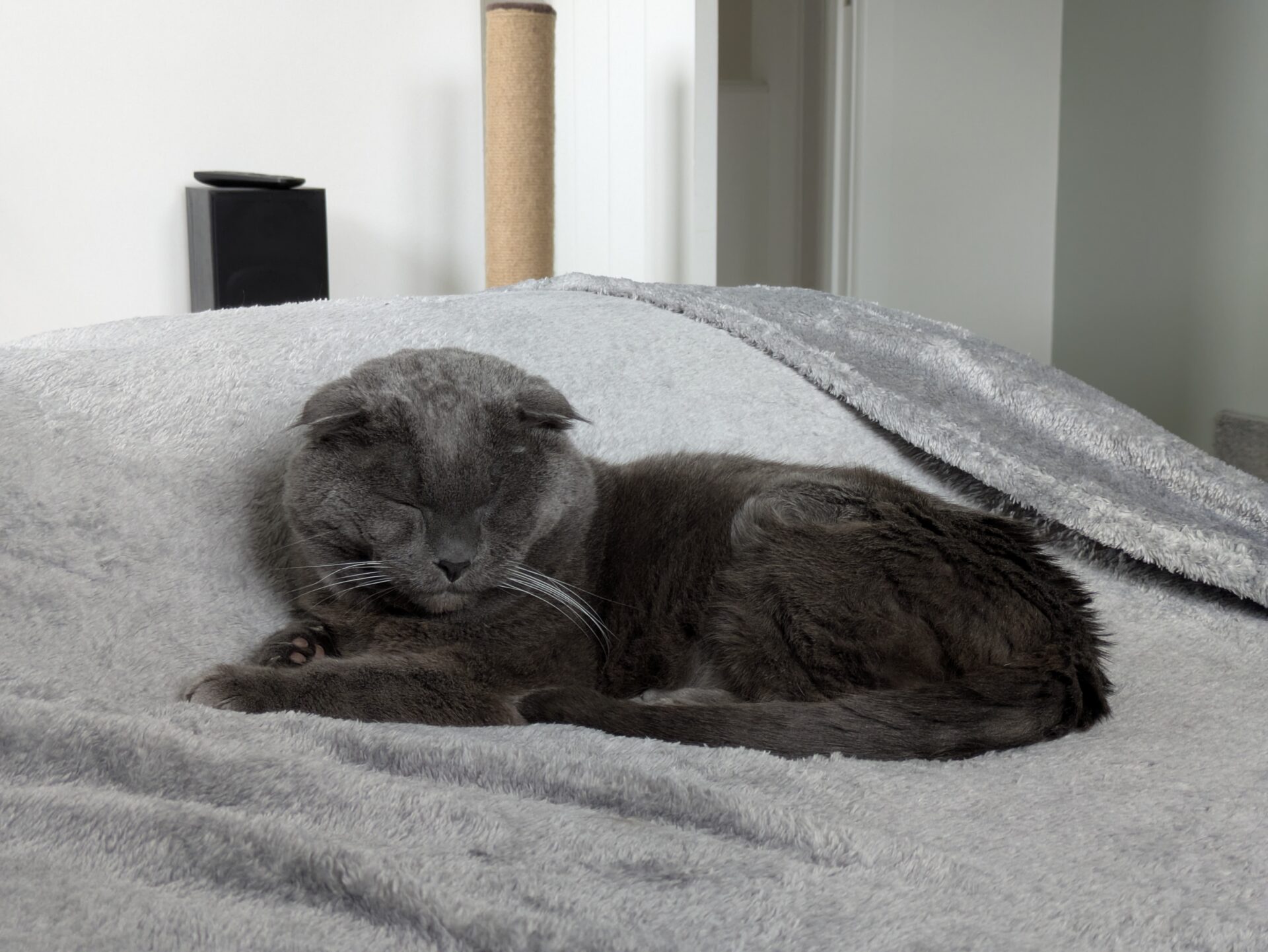 A grey Scottish Fold cat is curled up and sleeping on a soft, grey blanket. The background shows part of a modern room with neutral colours.
