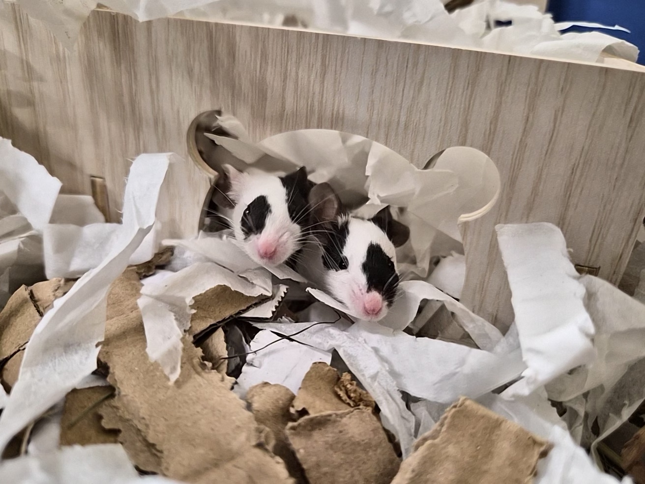 Two small black and white mice peek out from a wooden house surrounded by shredded paper and cardboard bedding.