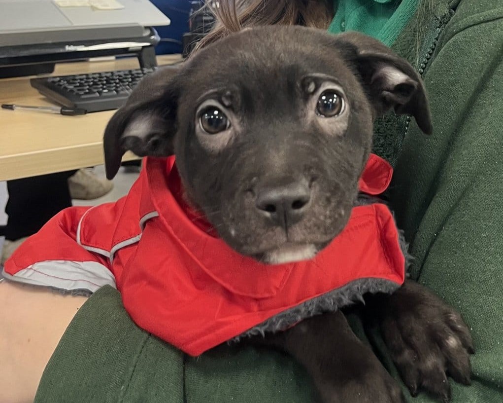 A small black puppy wearing a red jacket is being held by a person in a green sweater. The puppy looks directly at the camera with wide, curious eyes. A desk and keyboard are visible in the background.