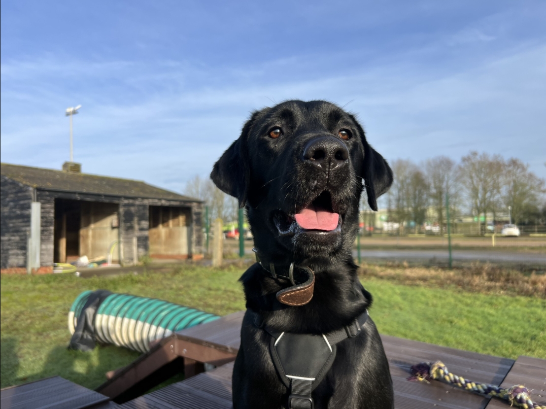 A black Labrador dog wearing a harness sits outdoors on wooden decking with its mouth open. Behind the dog, there is grass, agility equipment, a shed, and trees under a blue sky.