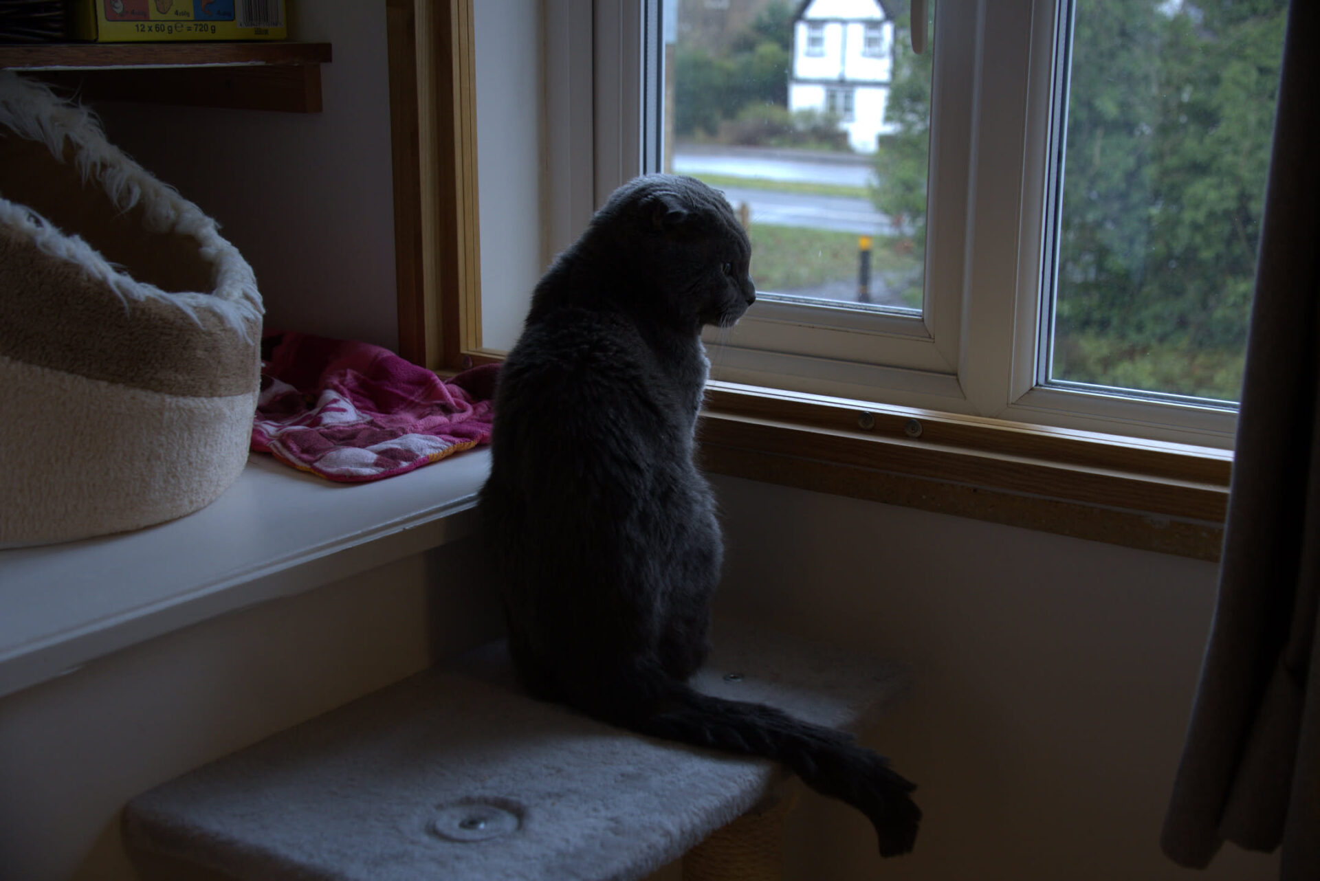 A gray cat with folded ears sits on a cat tree by a window, looking outside. A cozy cat bed and a pink blanket are nearby. Trees and a white house can be seen through the window.
