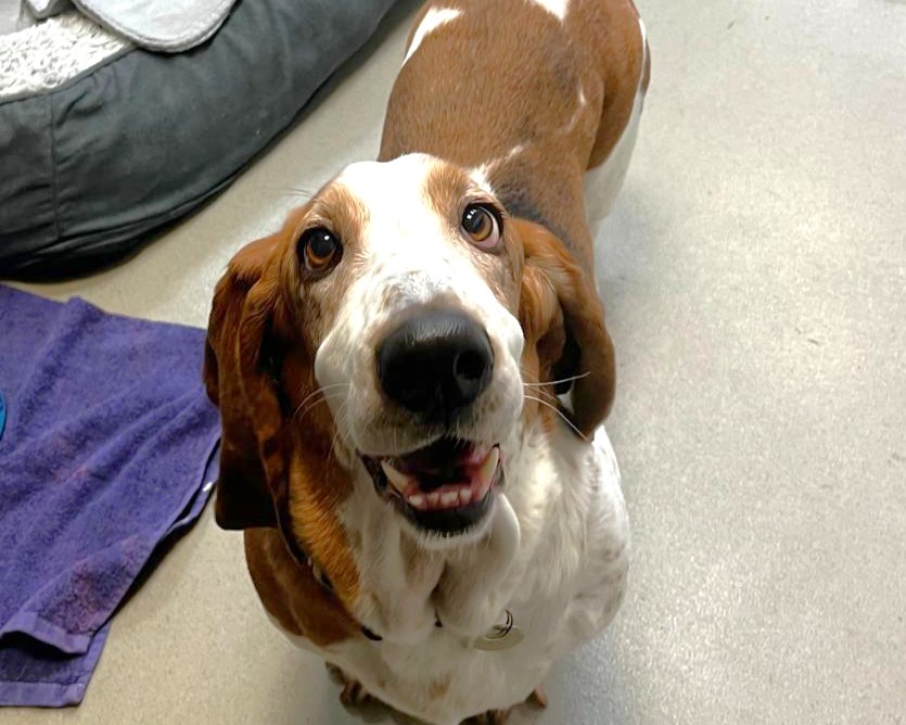 A brown and white basset hound with long ears looks up at the camera with a happy, open-mouthed expression, standing indoors near a purple towel and a pet bed.