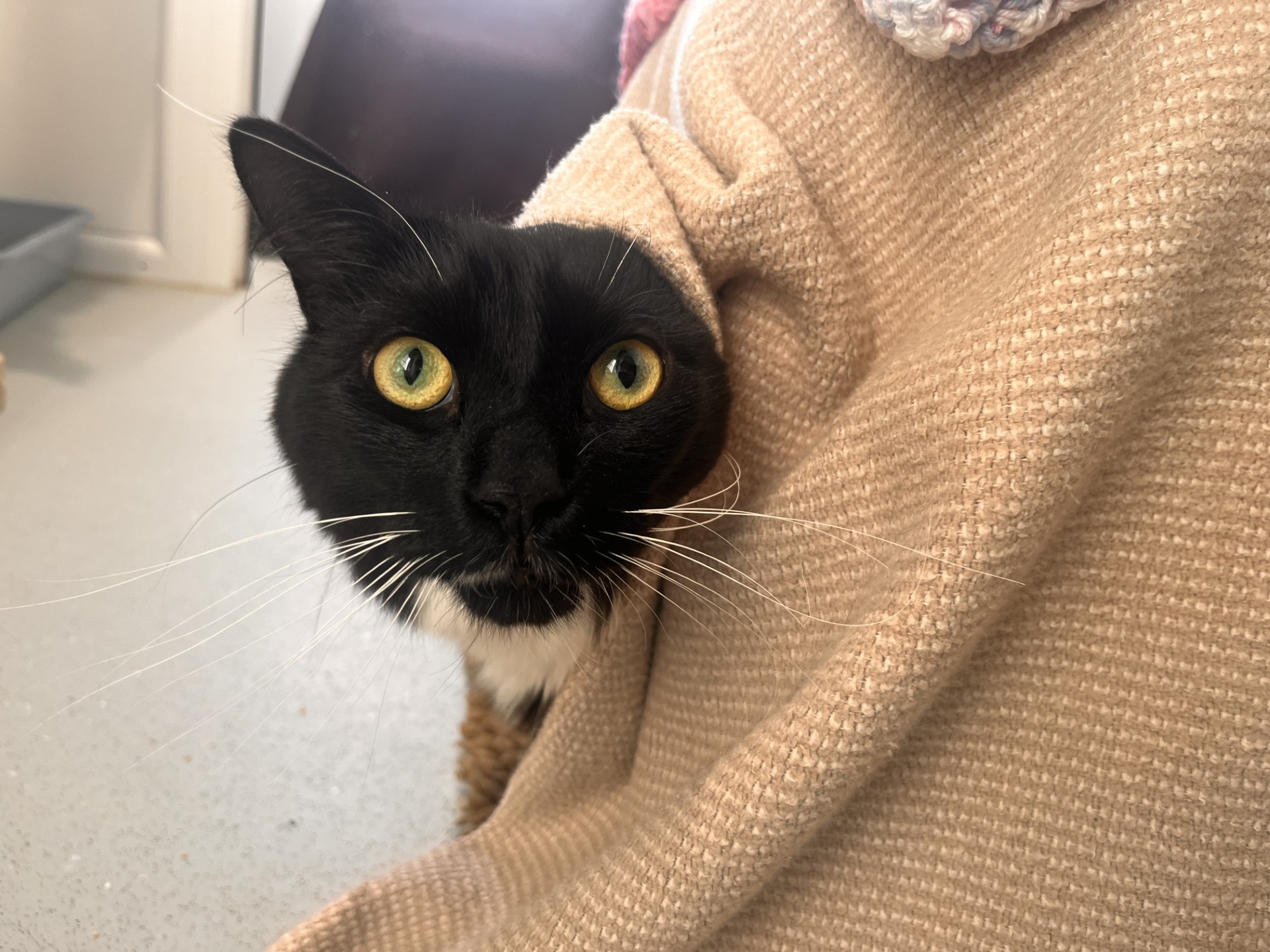 A black and white cat peeks out from under a beige blanket, with wide yellow-green eyes and a curious expression. The background shows part of a room and a bit of furniture.