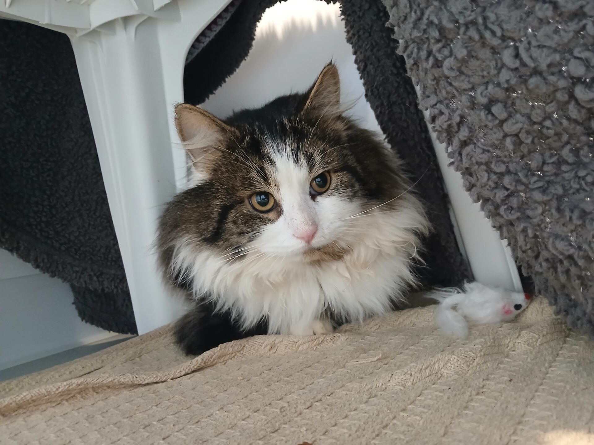 A fluffy, long-haired cat with white and brown fur sits under a plastic table on a textured beige mat, next to a gray fleece blanket and a small white toy mouse. The cat looks directly at the camera.