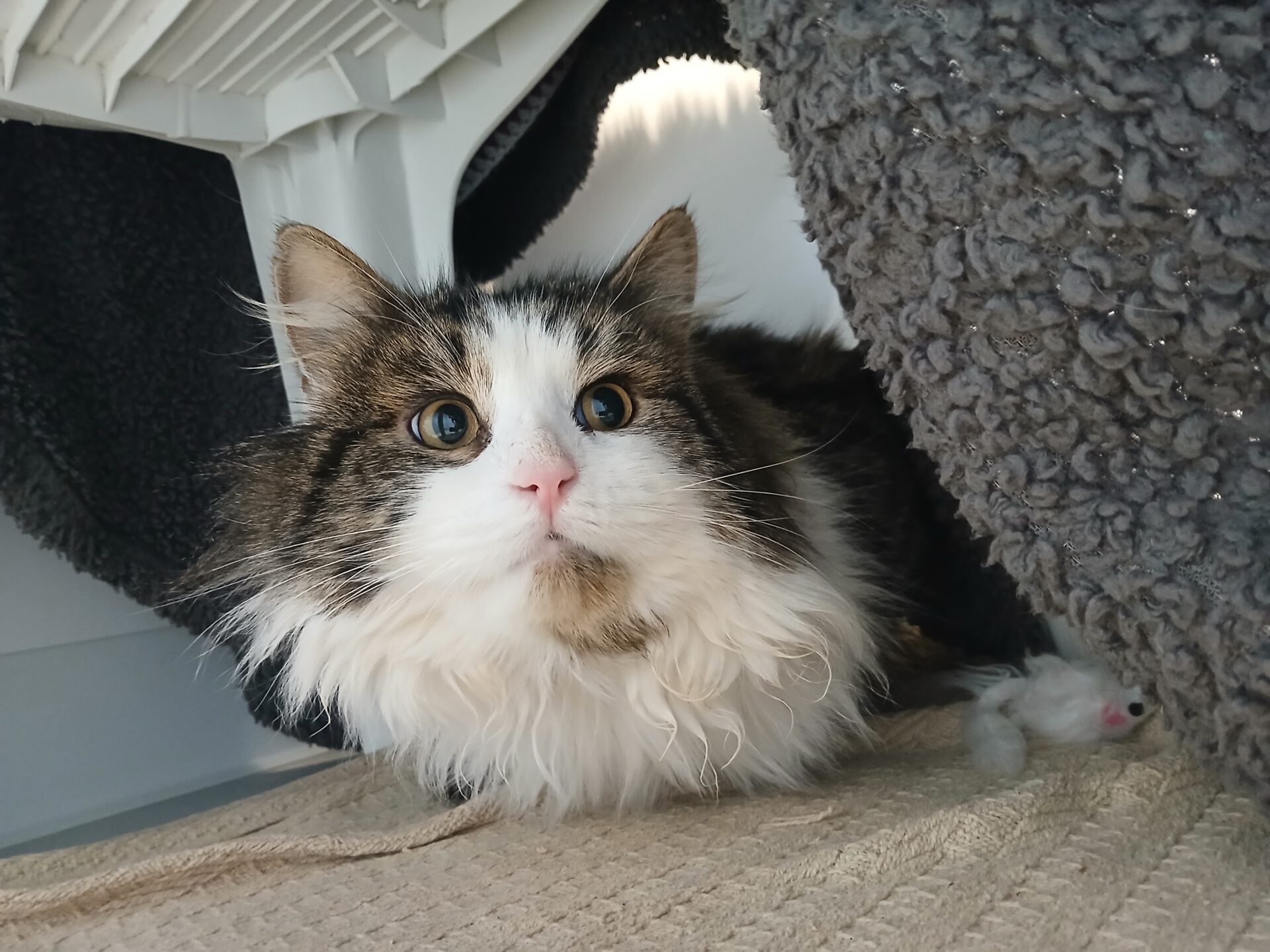 A fluffy, long-haired cat with white and brown fur lies on a beige textured mat, looking up with wide, curious eyes. The cat is partially surrounded by a soft, dark gray blanket and a white plastic structure.