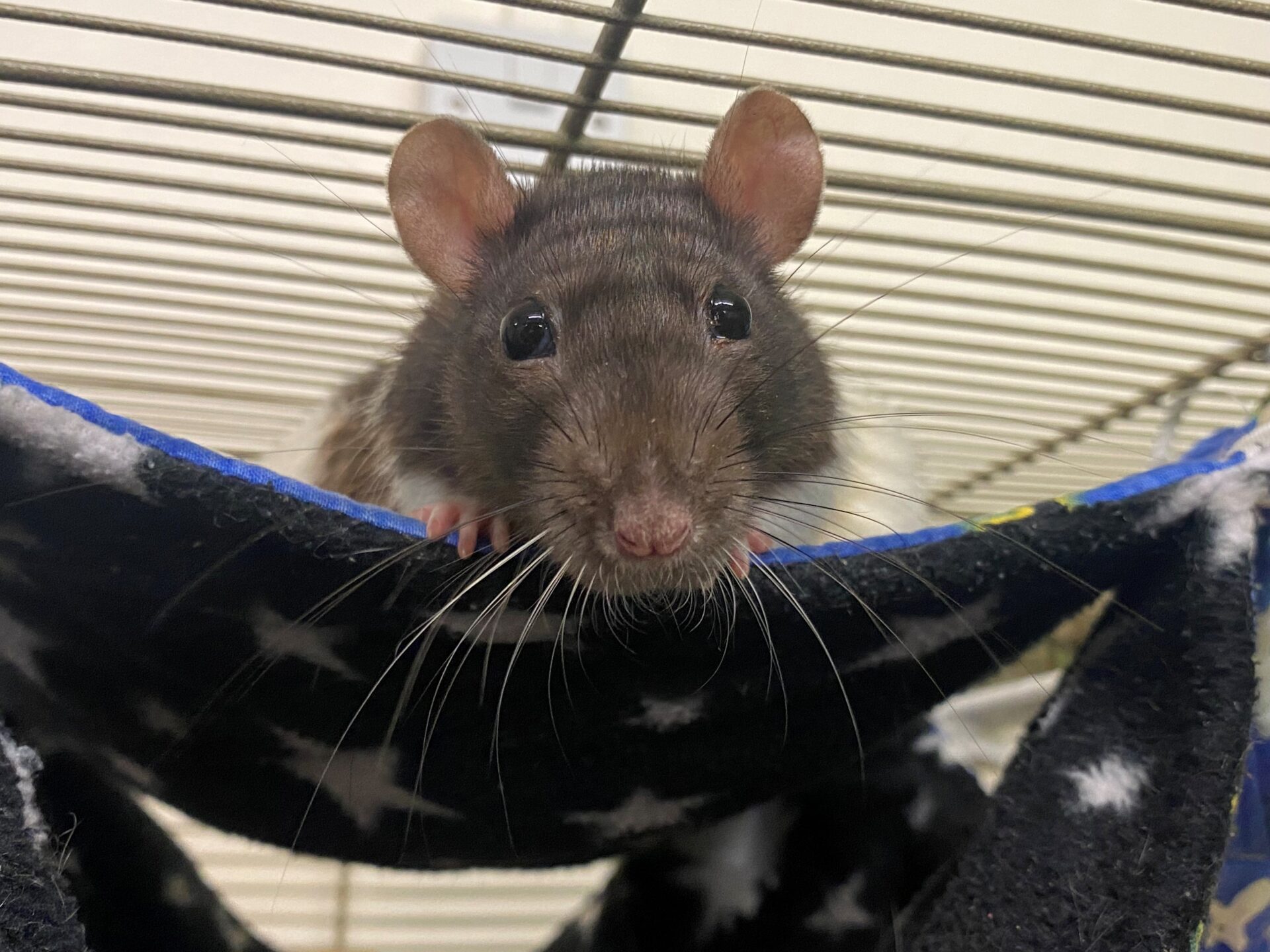 A curious dark brown rat with white whiskers peers out from a star-patterned hammock inside a wire cage, its bright eyes scanning the world beyond.