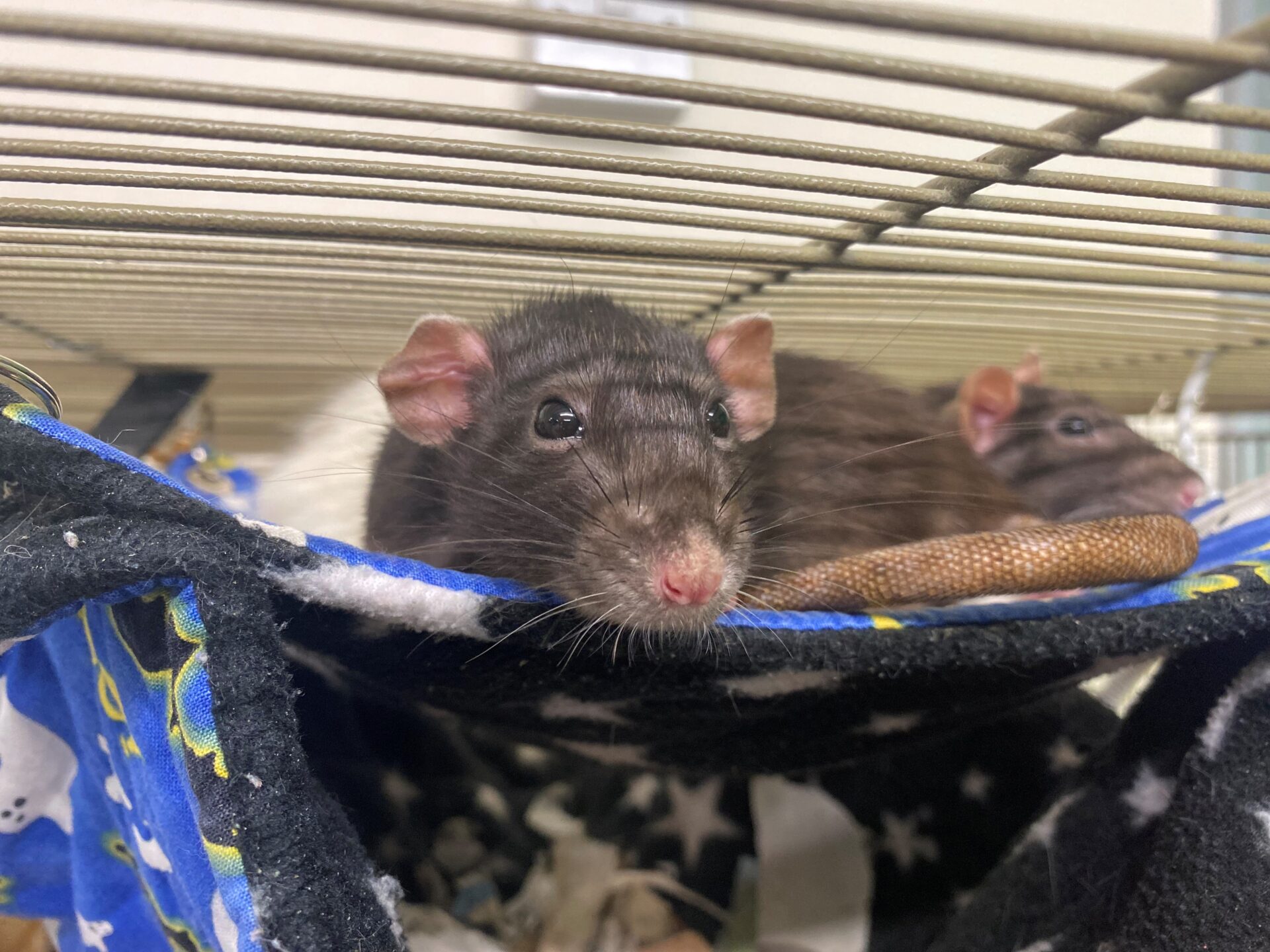 A close-up of a black rat resting on a blue and black hammock inside a cage, with another rat partially visible in the background. The rats appear relaxed and comfortable.
