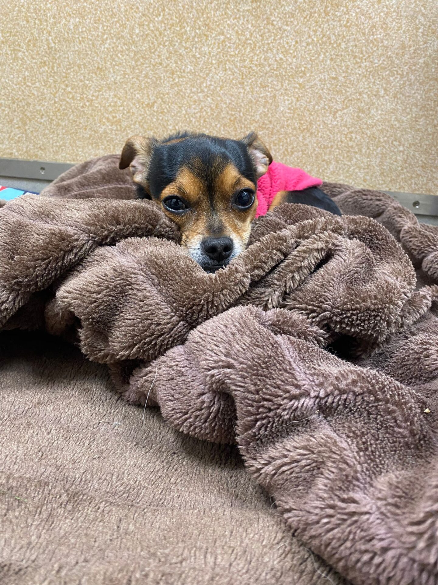 A small dog with brown, black, and white fur, wearing a pink sweater, is lying on a fluffy brown blanket, looking directly at the camera with its head resting on the blanket.