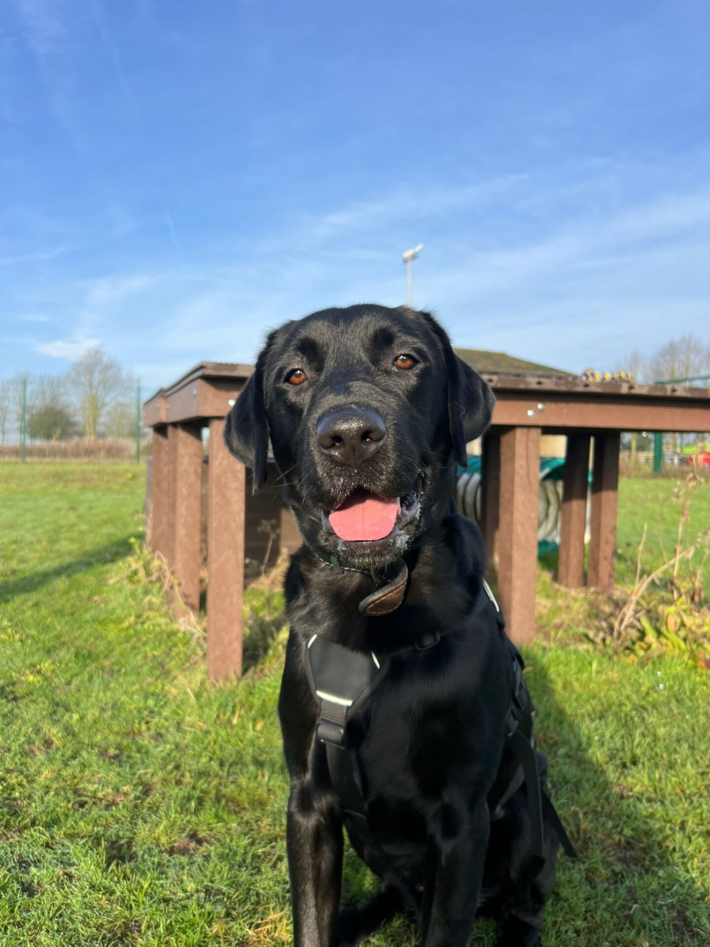 A black Labrador wearing a harness sits on green grass with its mouth open, possibly smiling, in front of a wooden structure on a sunny day with a blue sky.