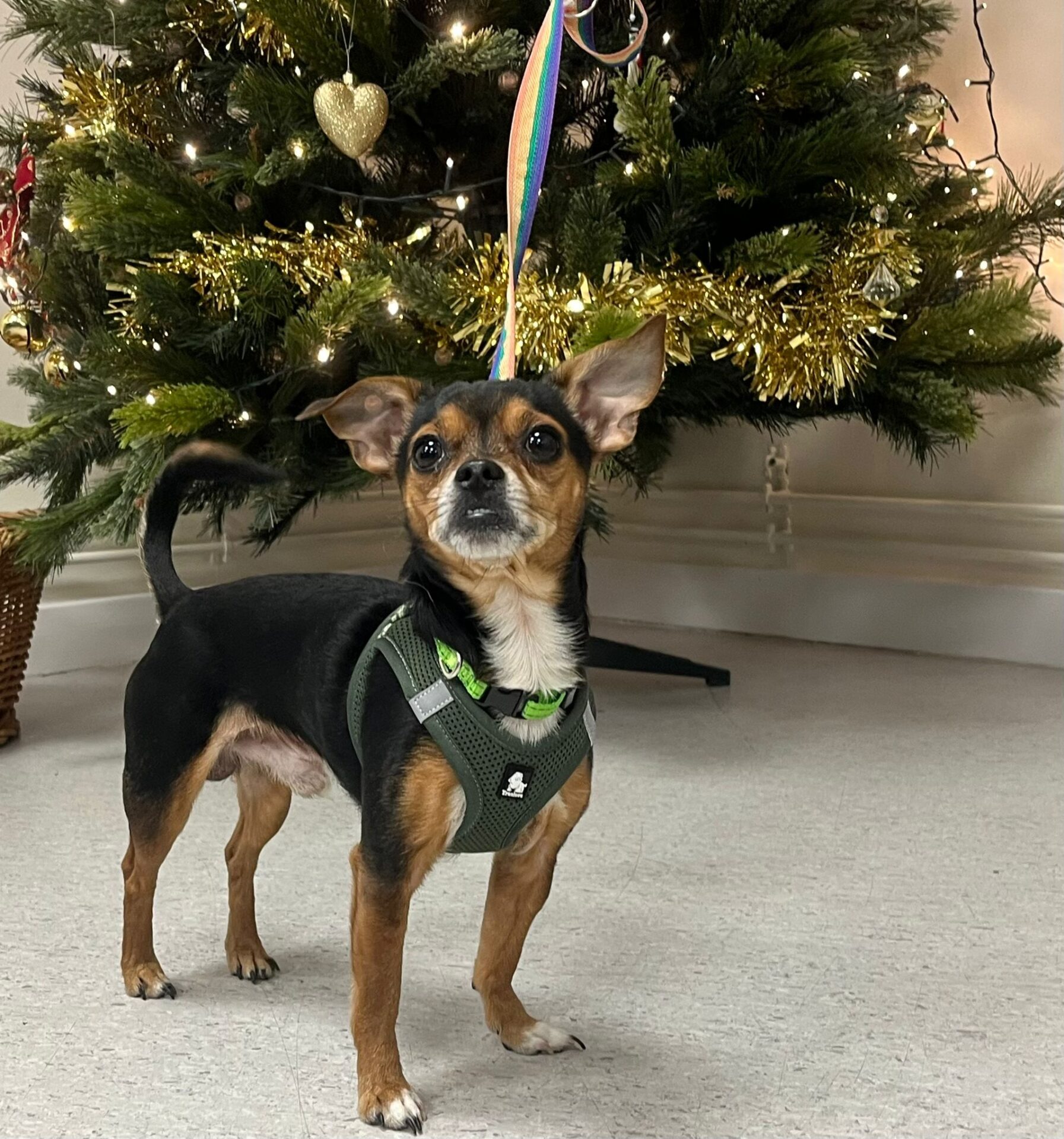 A small black and brown dog with upright ears and a green harness stands on a gray floor in front of a decorated Christmas tree with gold ornaments and lights.