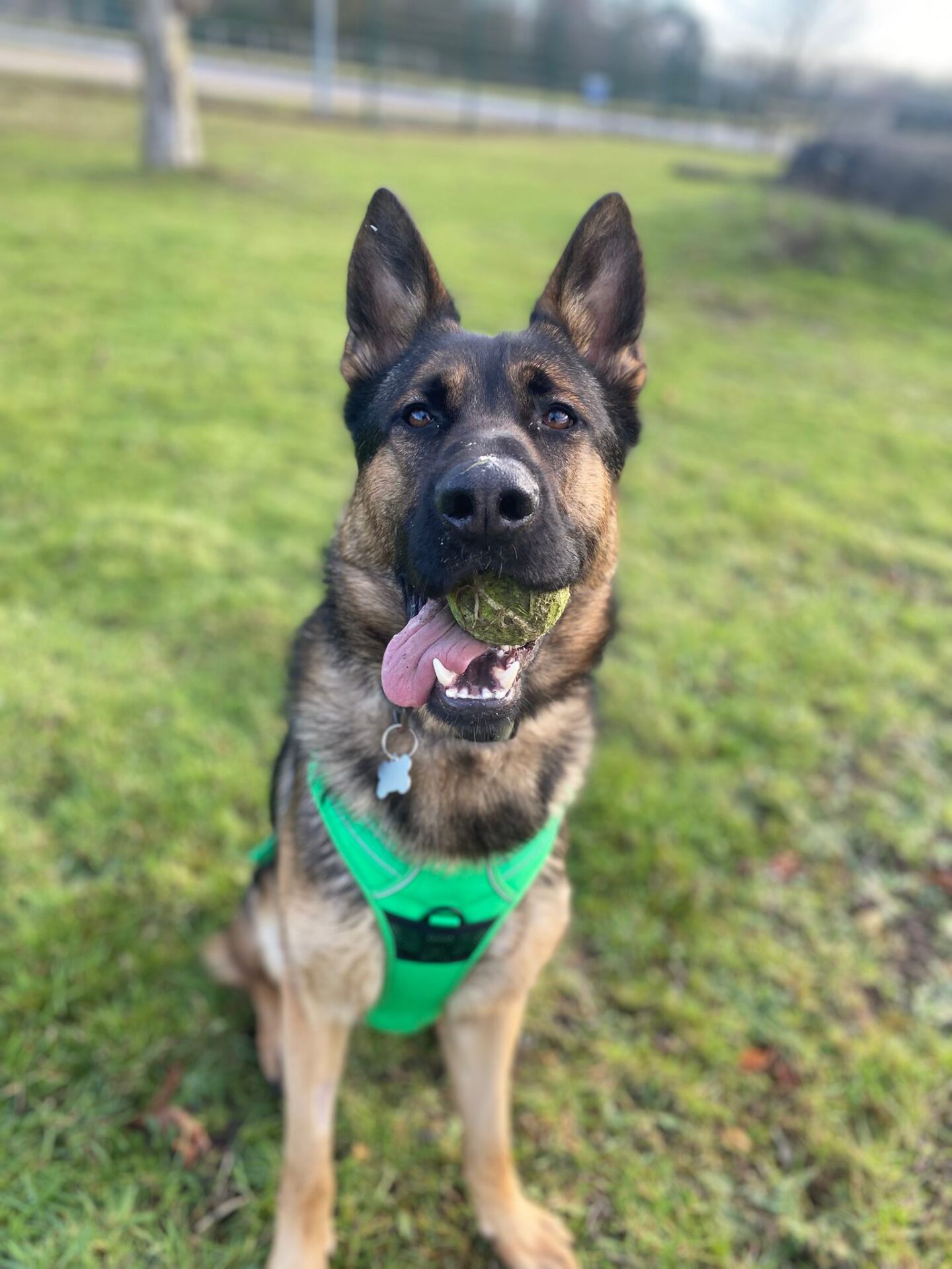A German Shepherd wearing a green harness sits on grass, holding a green tennis ball in its mouth with its tongue hanging out. The background is a blurred outdoor park setting.