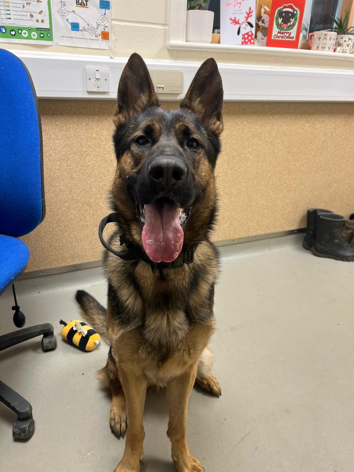A German Shepherd with a black collar sits on a gray floor, mouth open and tongue out. A plush bee toy and blue chair are nearby. In the background, festive cards decorate a windowsill.