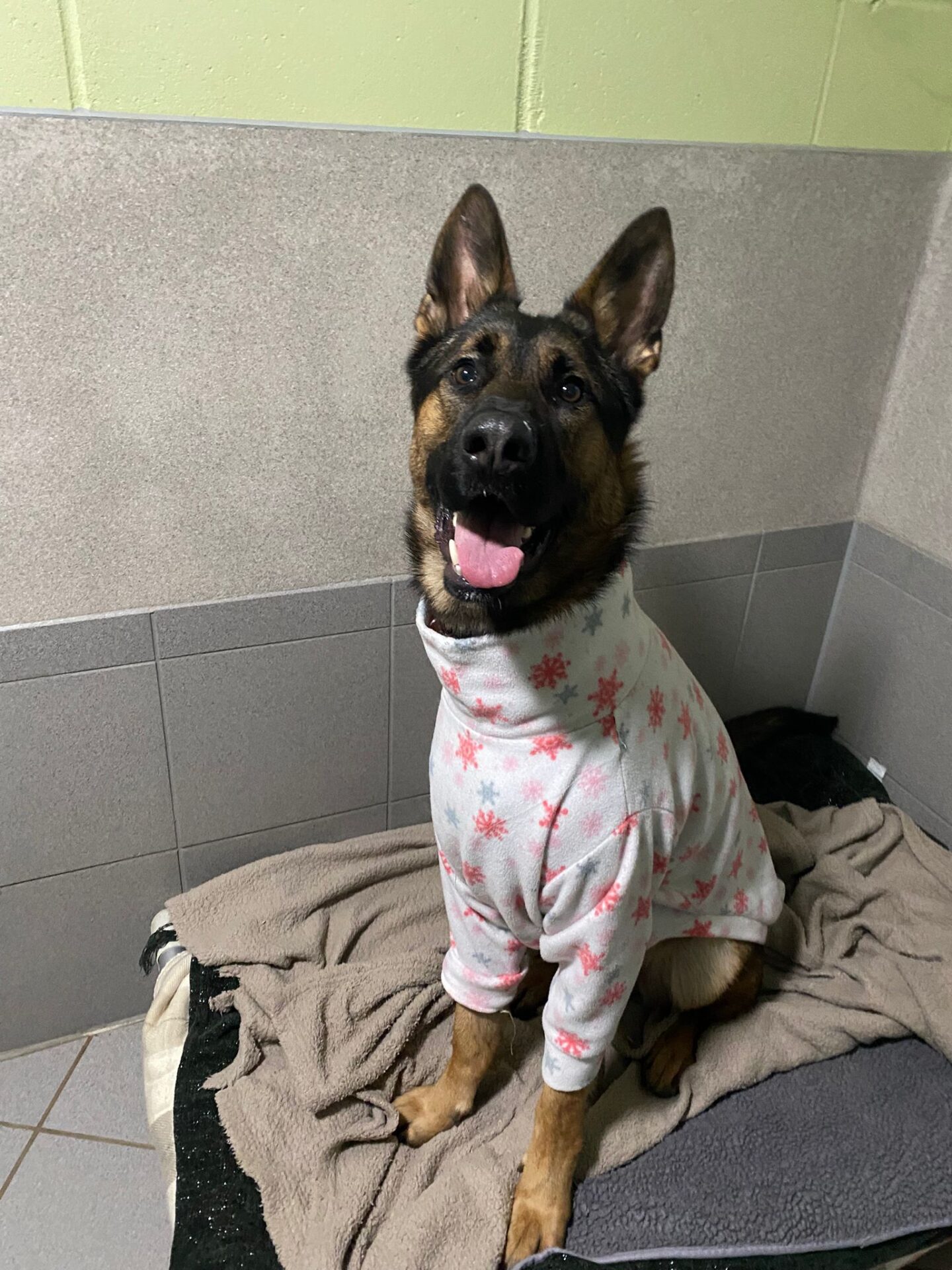 A dog wearing a sweater.