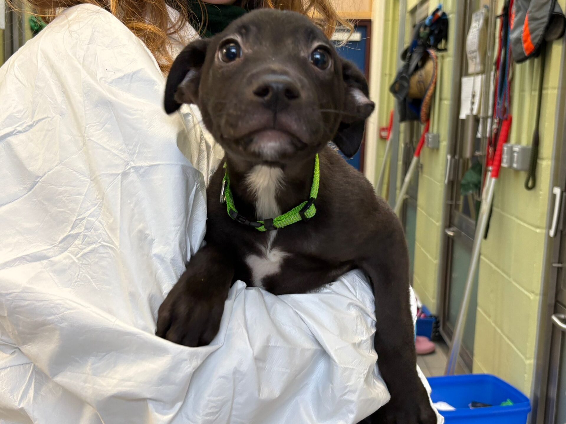 A person in a white coat holds a black puppy with a green collar. The puppy looks at the camera with wide eyes. The background shows various equipment and supplies in an indoor setting.