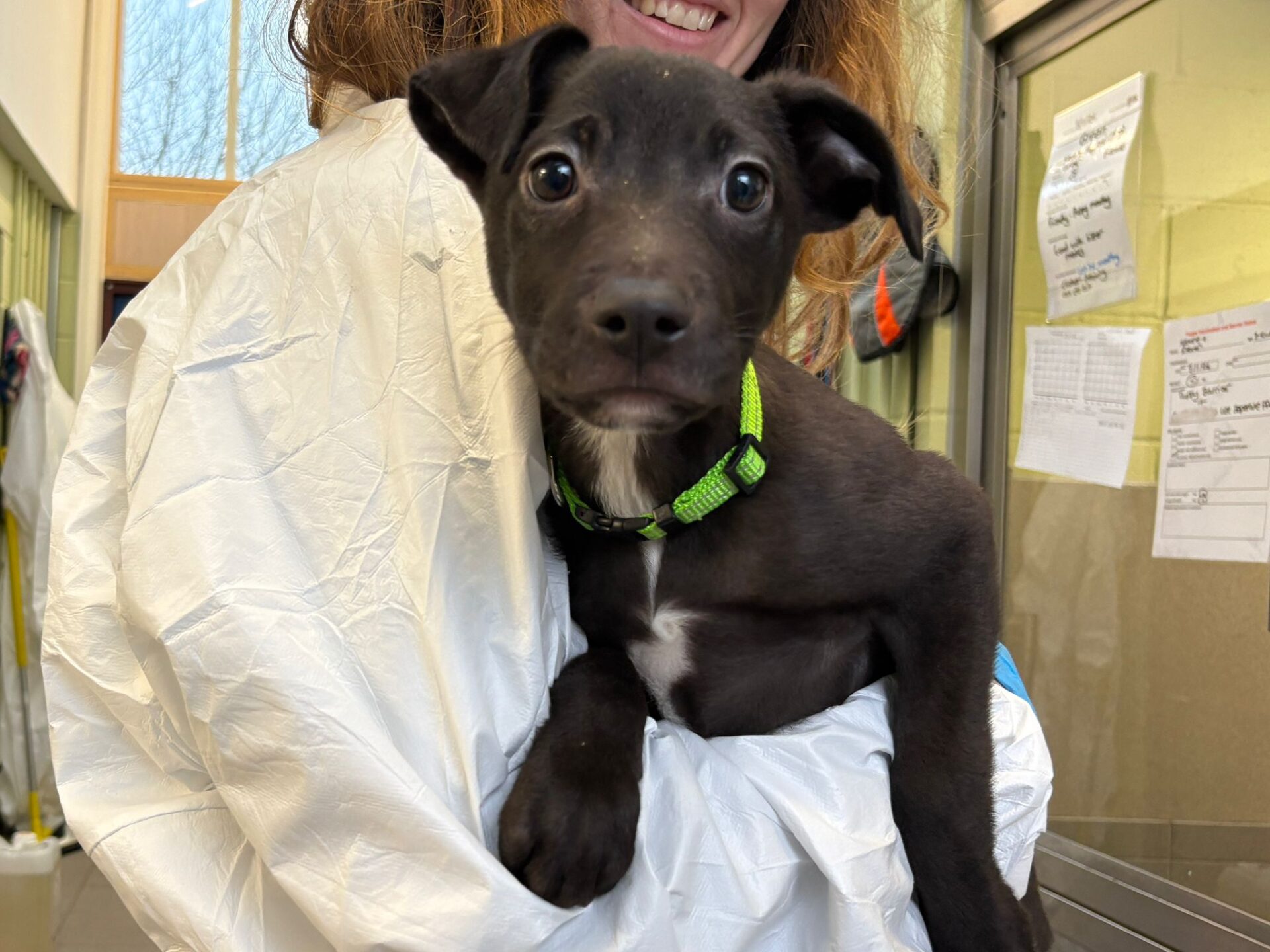 A person in a white protective gown holds a black puppy with a green collar. The puppy looks directly at the camera with wide eyes; notes are posted on a bulletin board in the background.