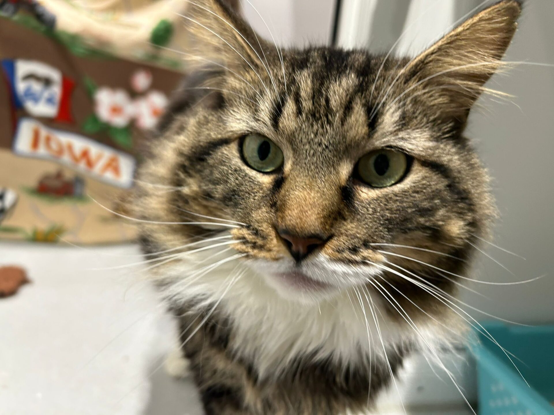 Close-up of a fluffy tabby cat with green eyes looking at the camera. In the background, a colorful item with the word Iowa and some floral designs is visible.